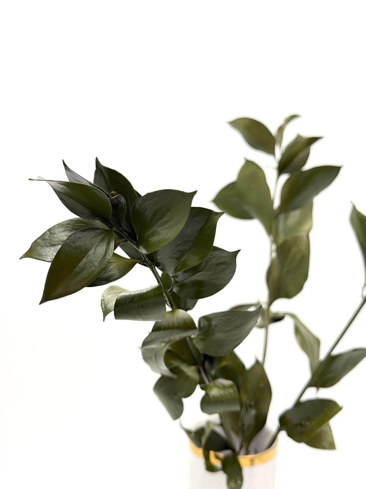 Ruscus großblättrig olivgrün