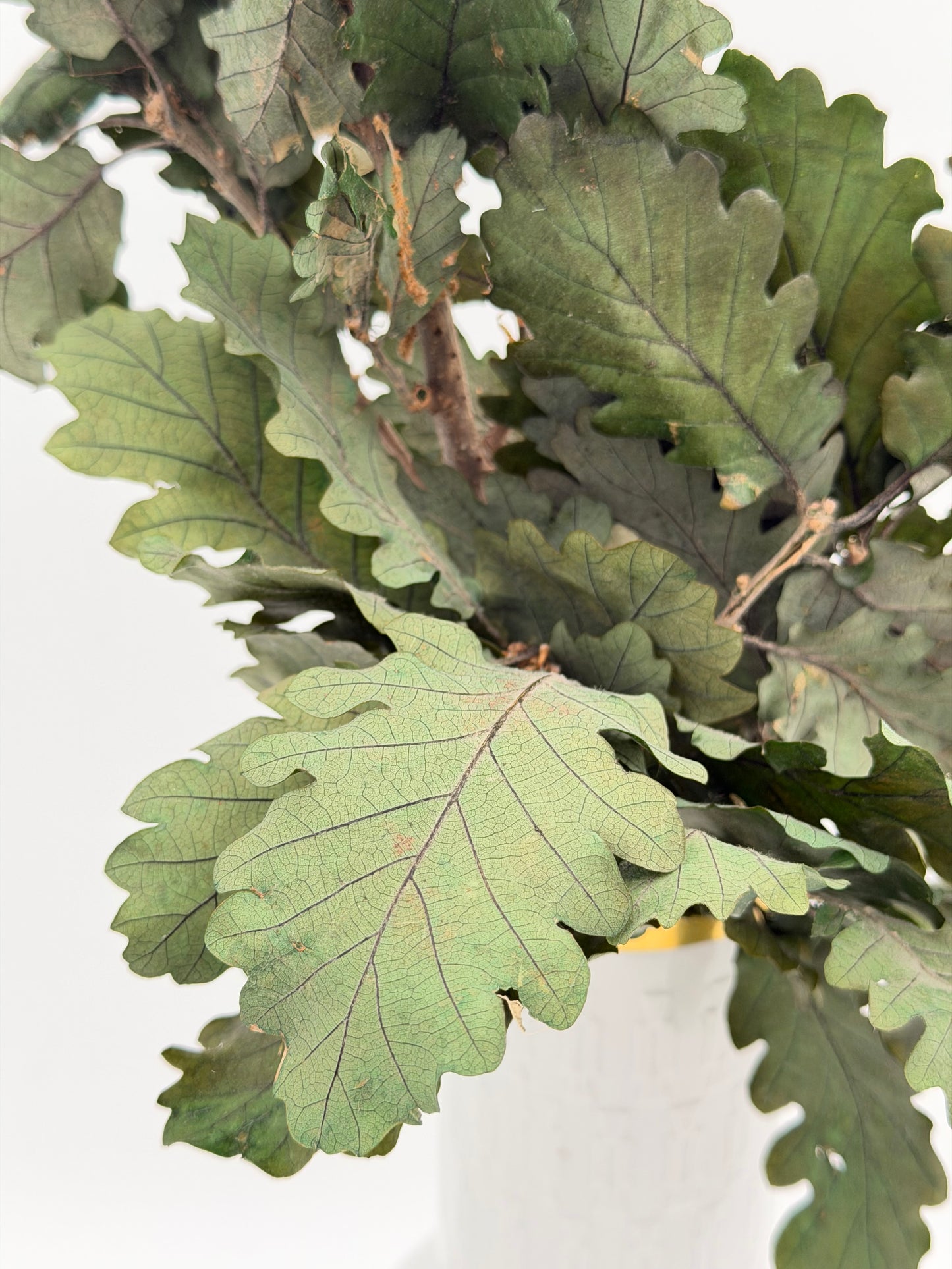 Konserviertes Eichenlaub stabilisiert haltbar