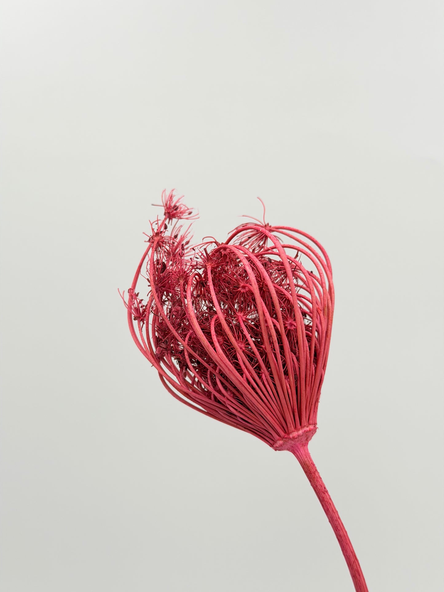 Fenchel pink
