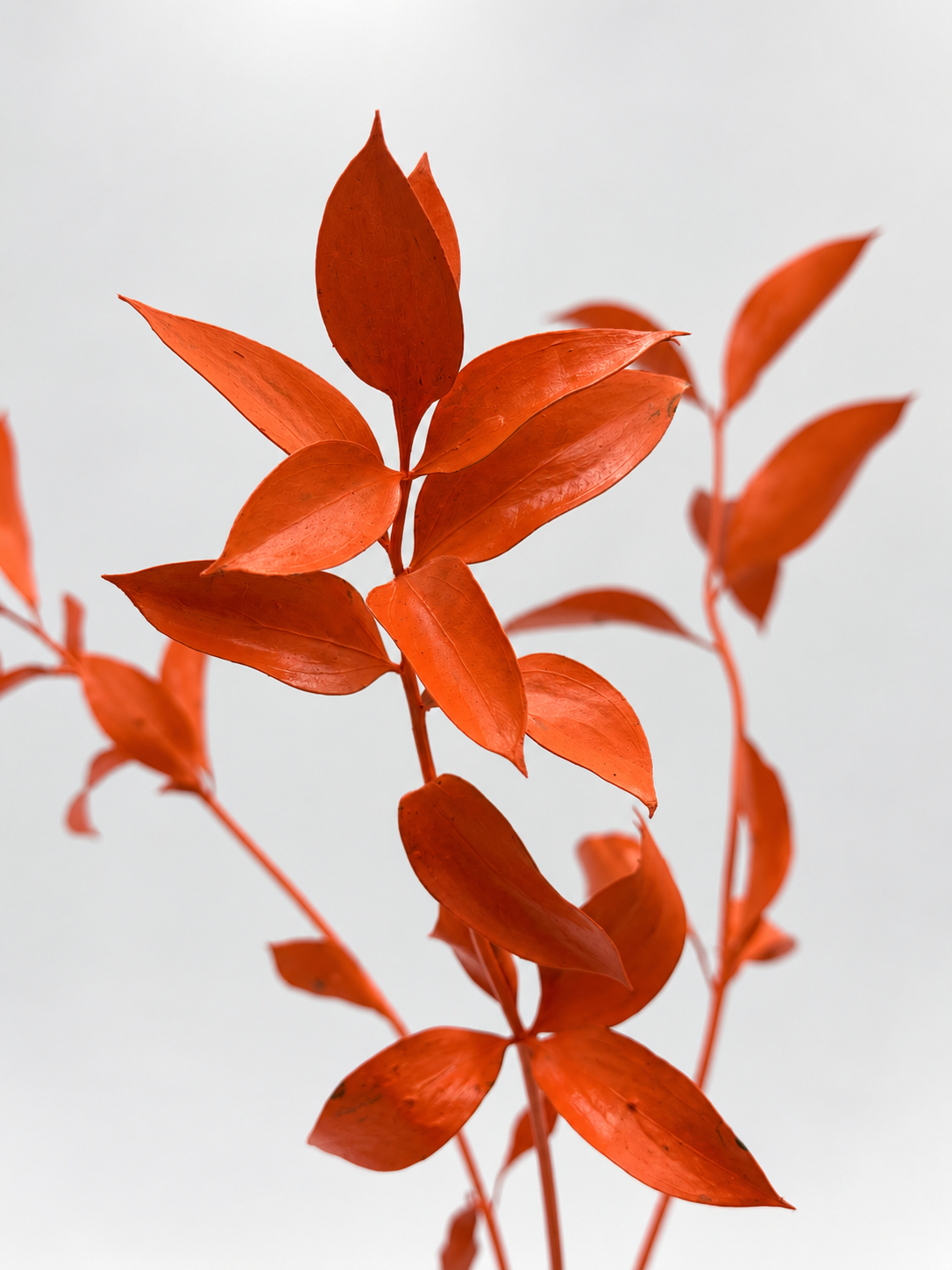 Ruscus großblättrig orange