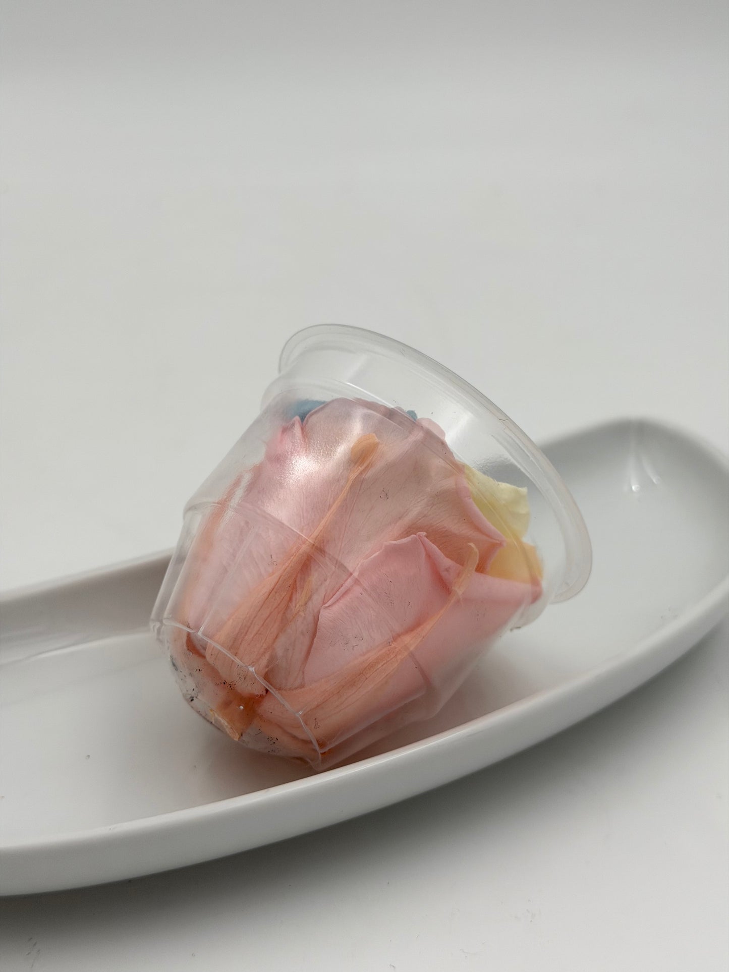 Blüte Infinity Rose Pastel Rainbow 1 Stück