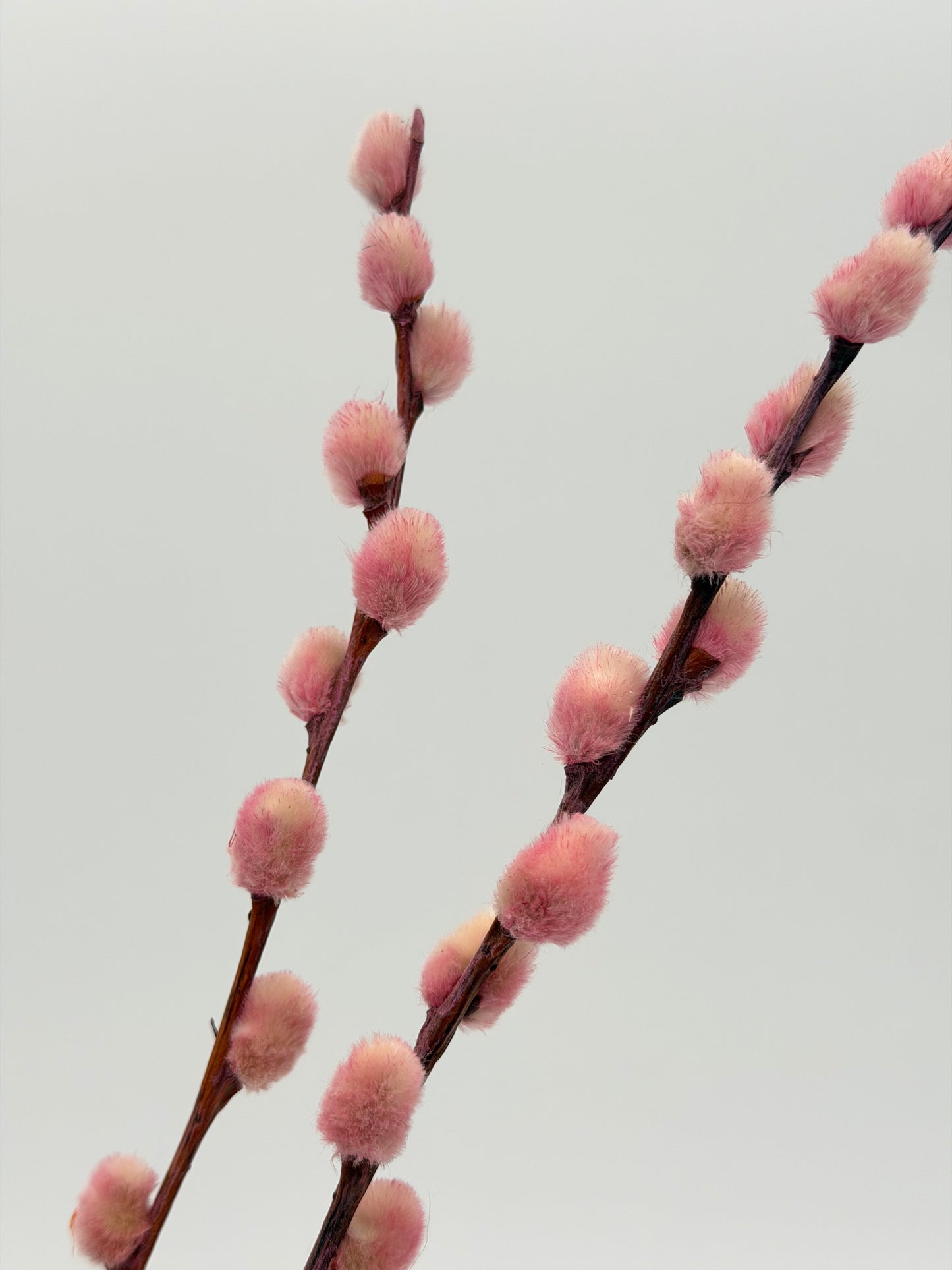 Weidenkätzchen rosa 3er