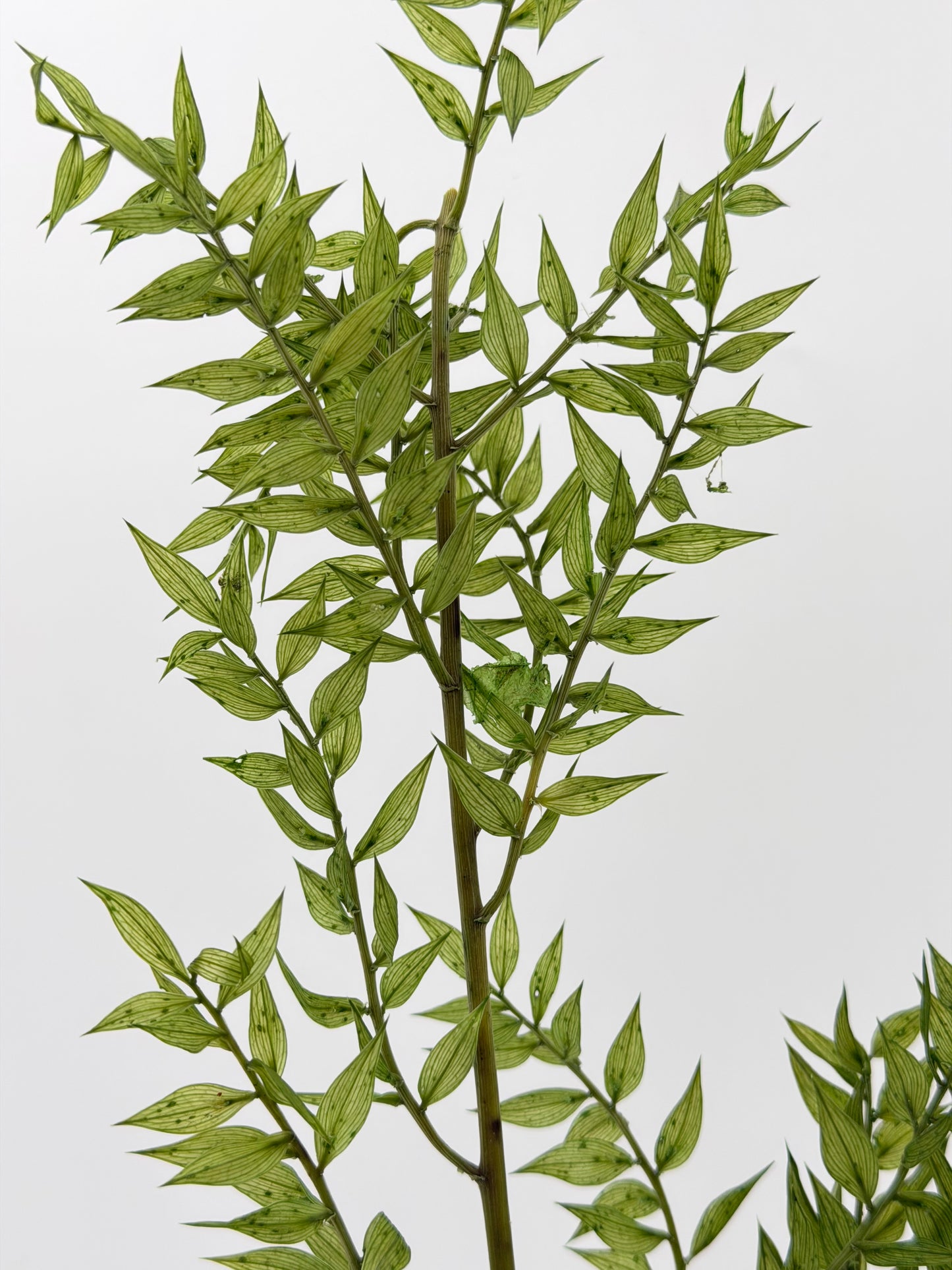 Ruscus grün