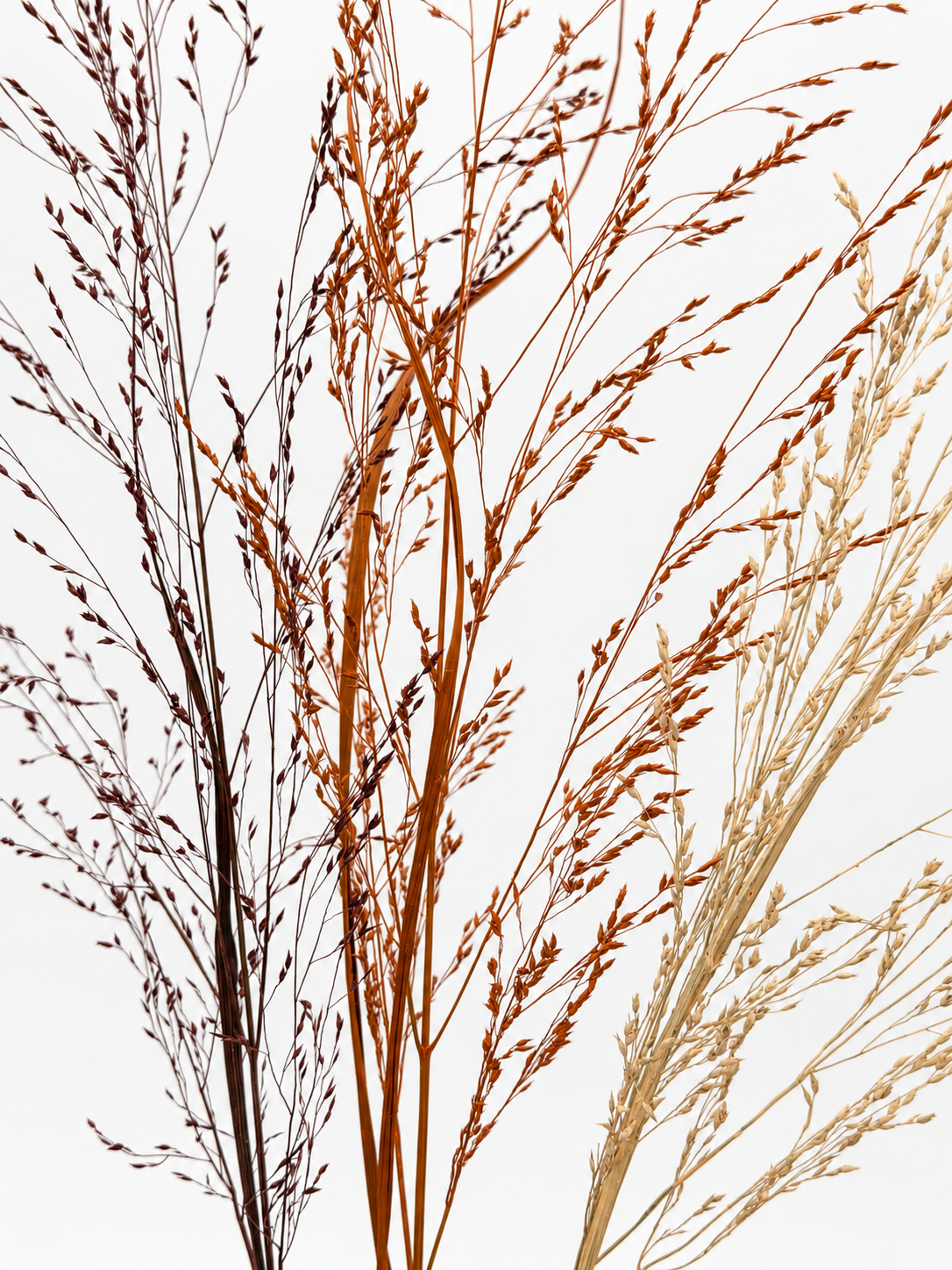 Panicum Ziergras Herbstmix Apricot Orange Bordeaux