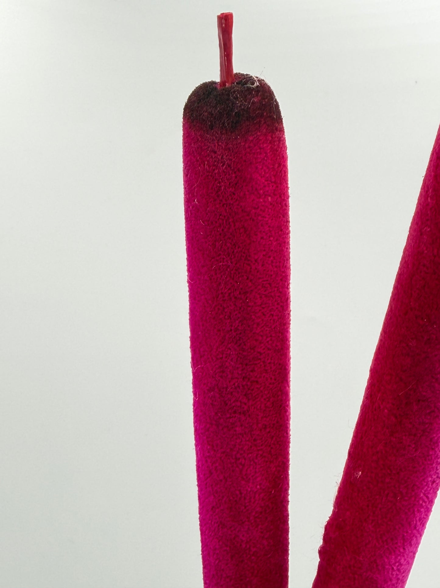 Schilfkolben Rohrkolben flauschig pink 2er