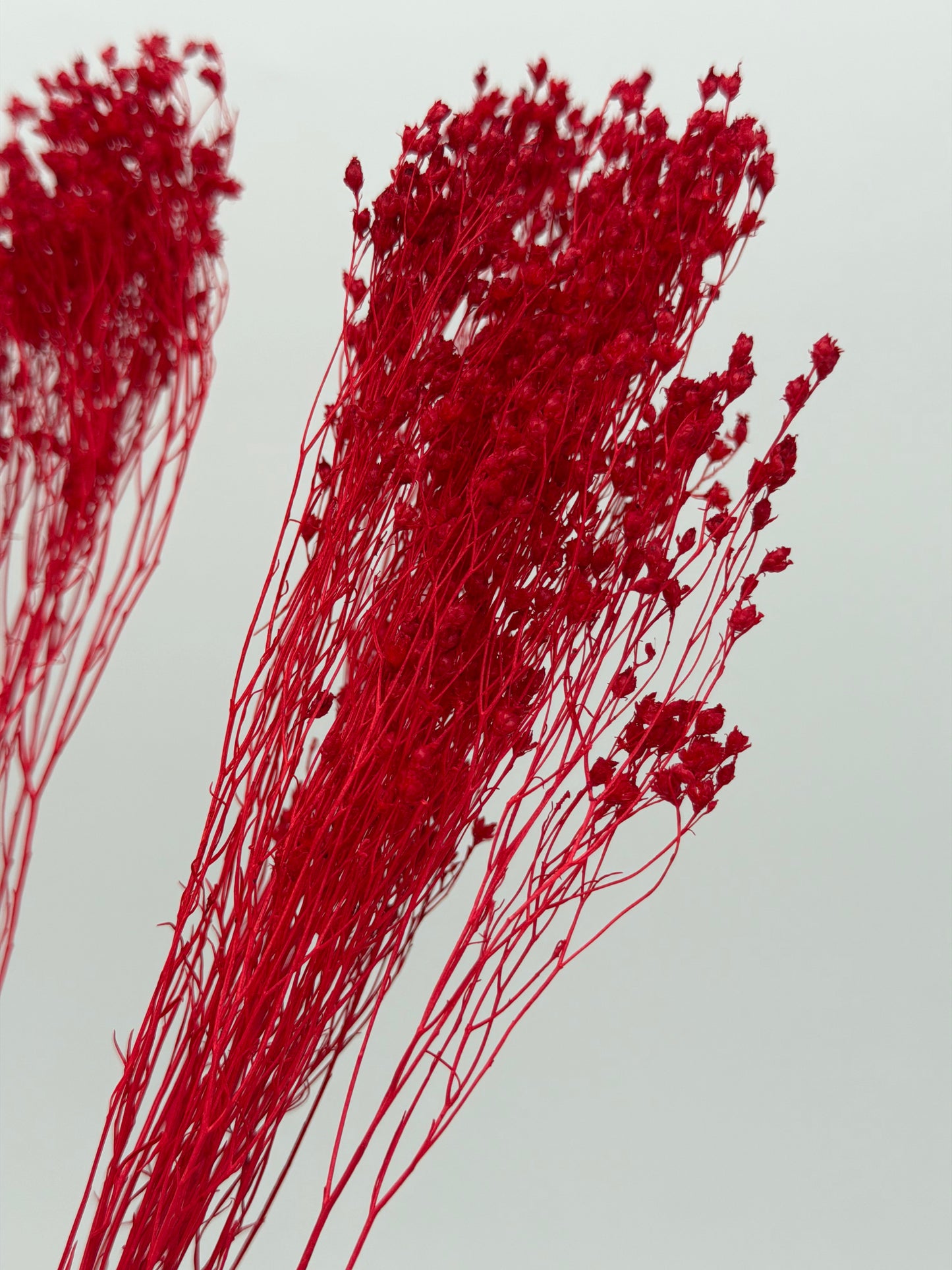 Broom Bloom rot