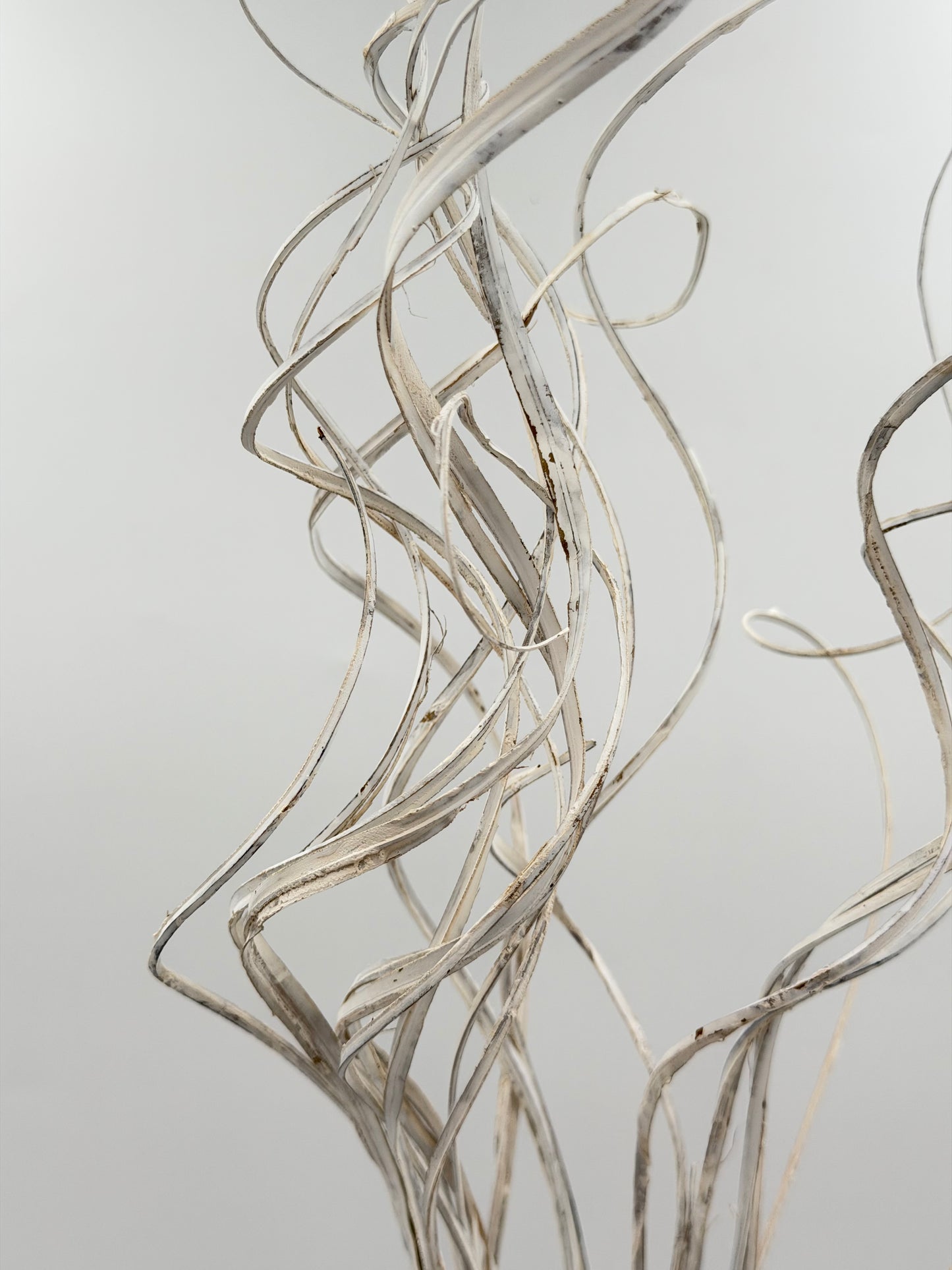 Curly Ting Ting getrocknet Weiß