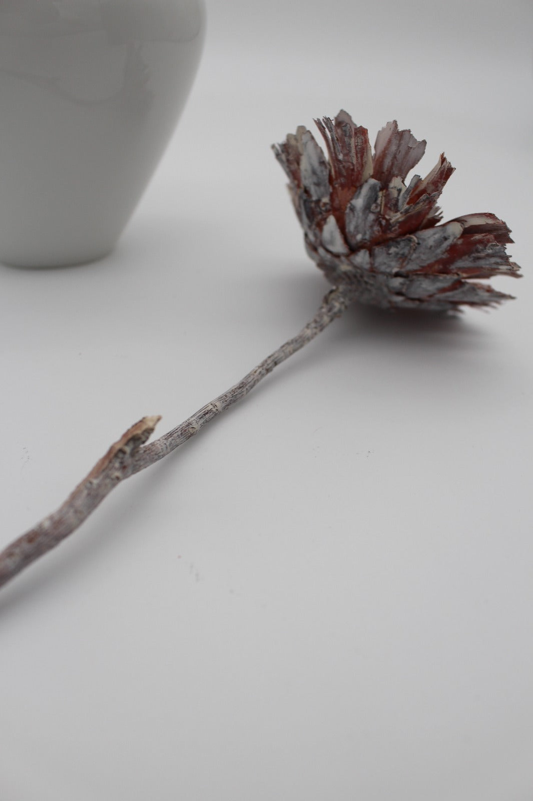 Protea geschnitten rosa weiß frosted 2 Stück