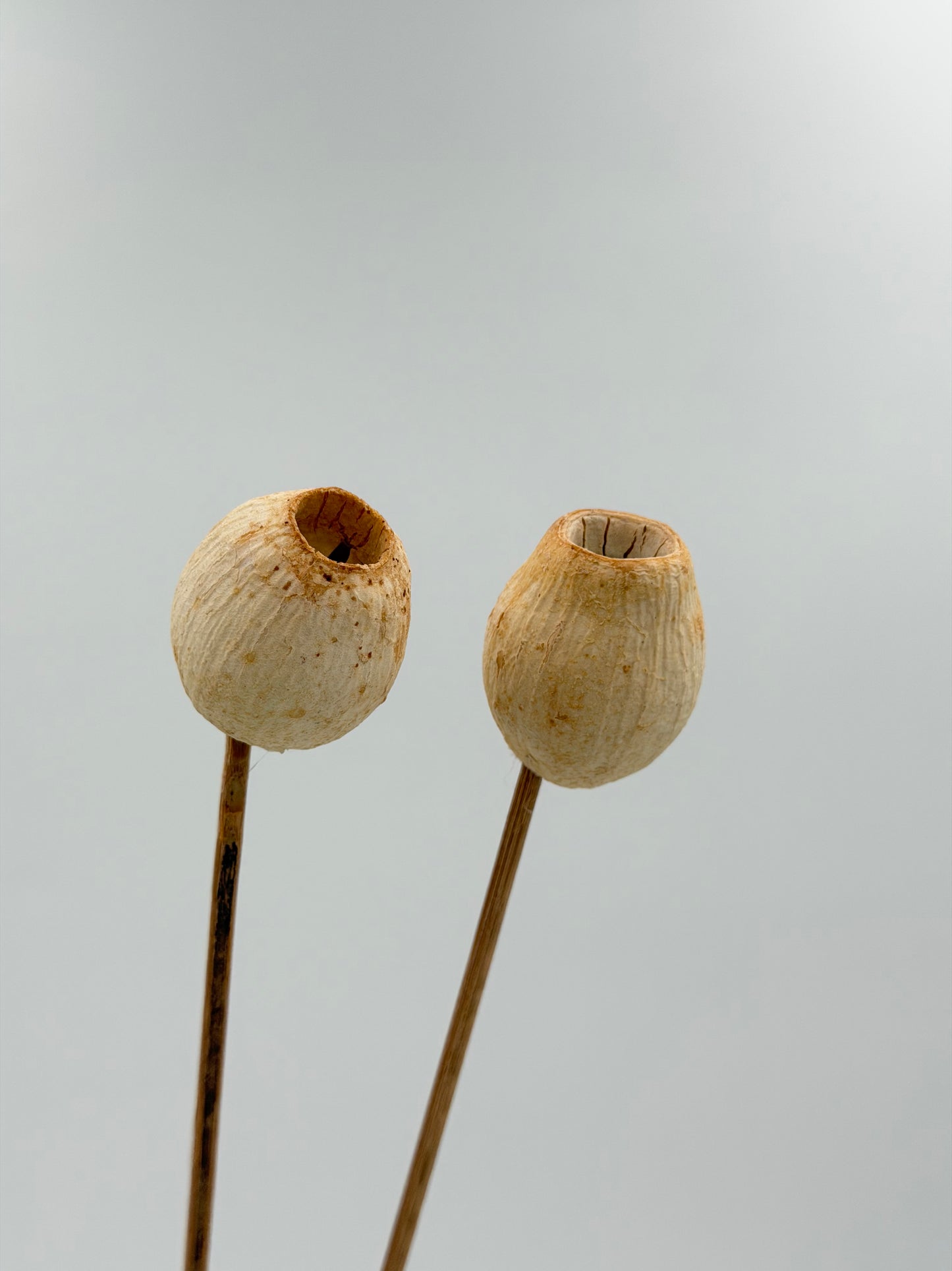 Getrocknete Samenkapsel am Holzstab creme Natur 2 Stück