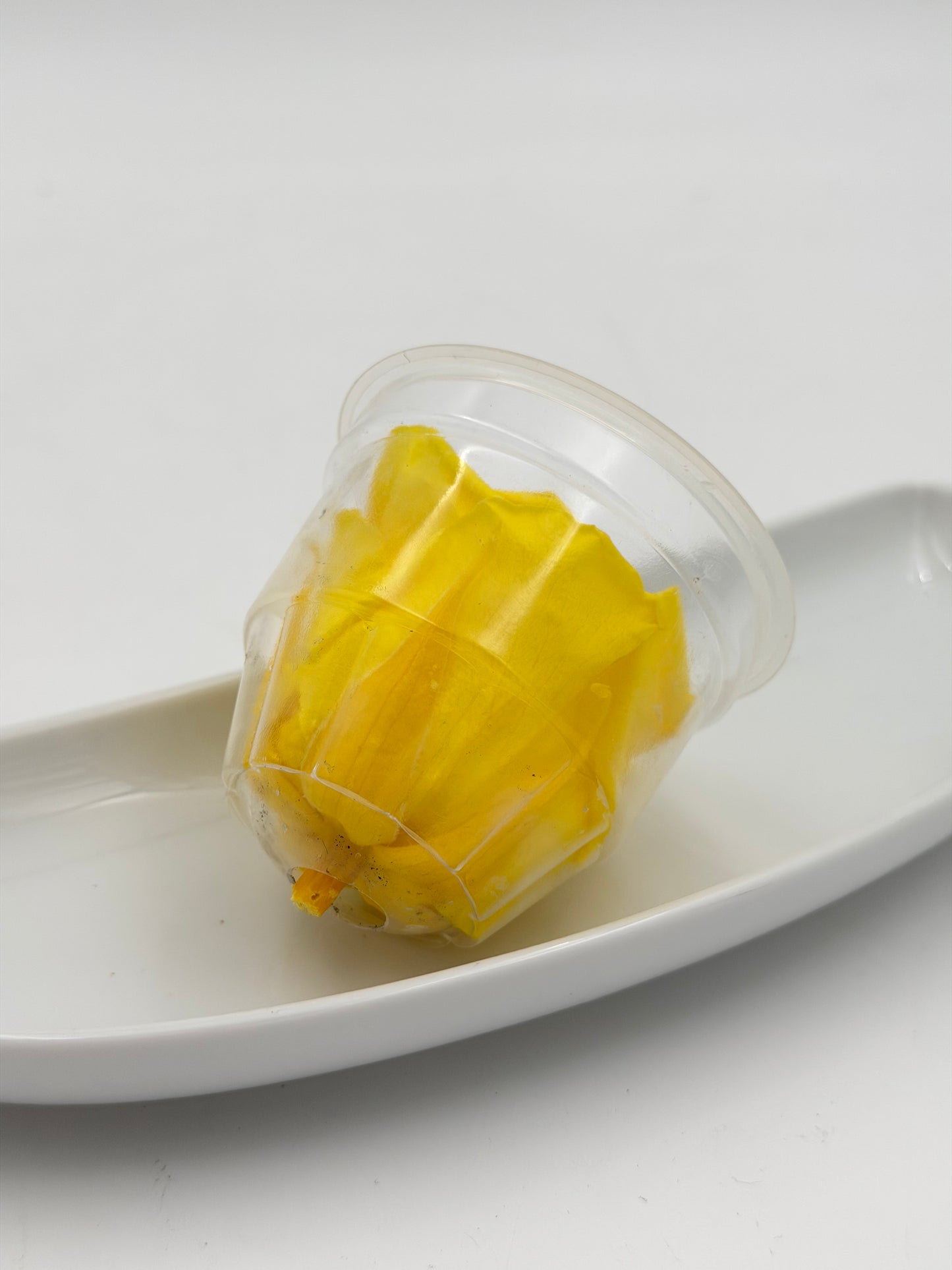 Blüte Infinity Rose gelb sunny bright yellow 1 Stück