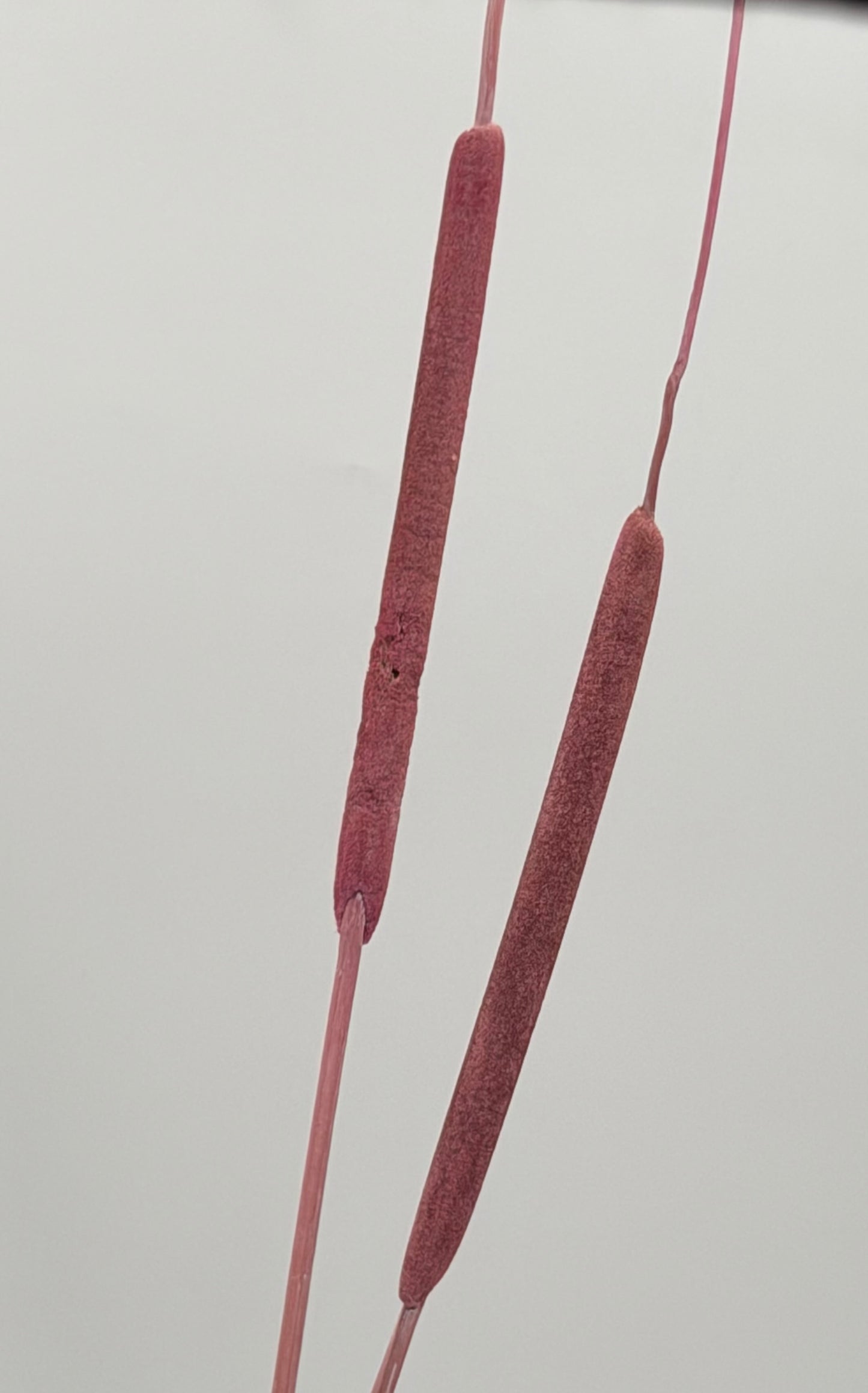 Typha Rohrkolben rosa 3er