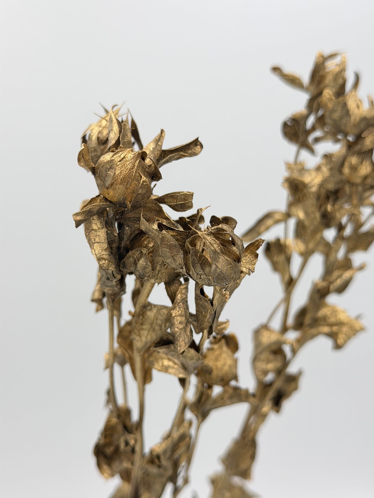 Carthamus gold