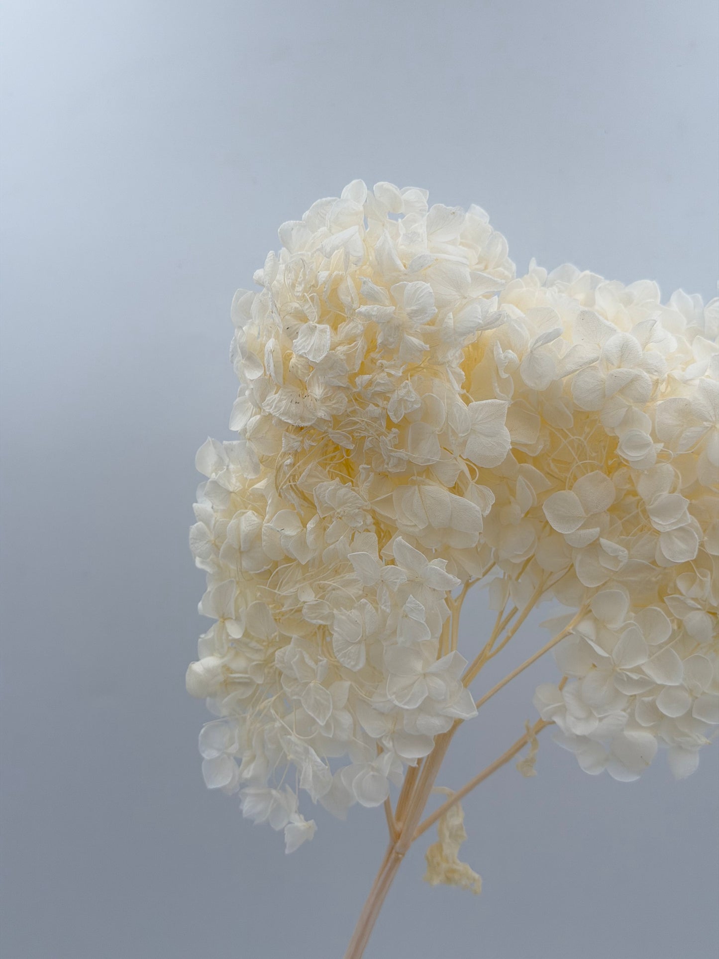 Hortensie weiß 1 Stück