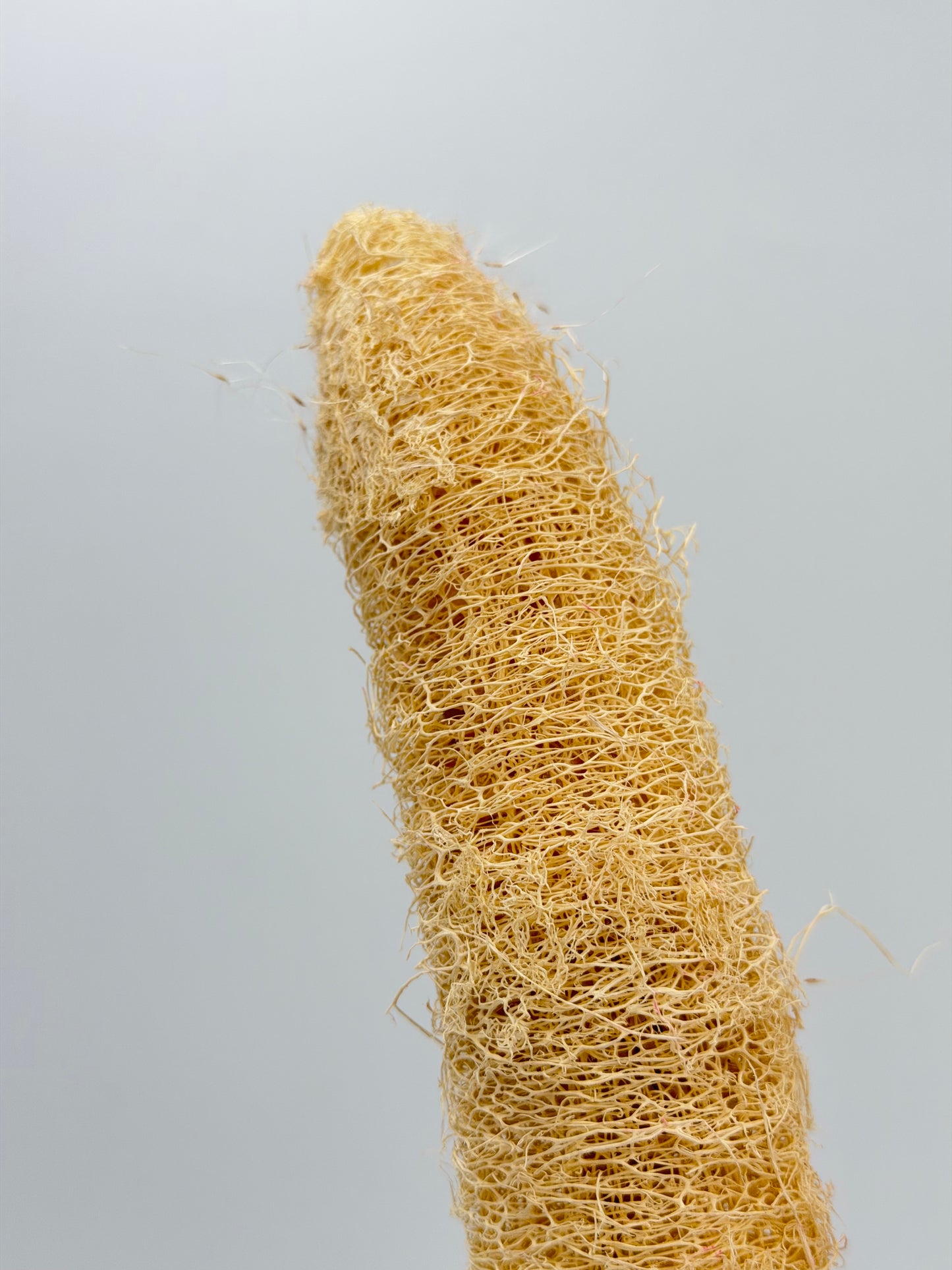 Luffa am Holzstab creme Natur 2 Stück