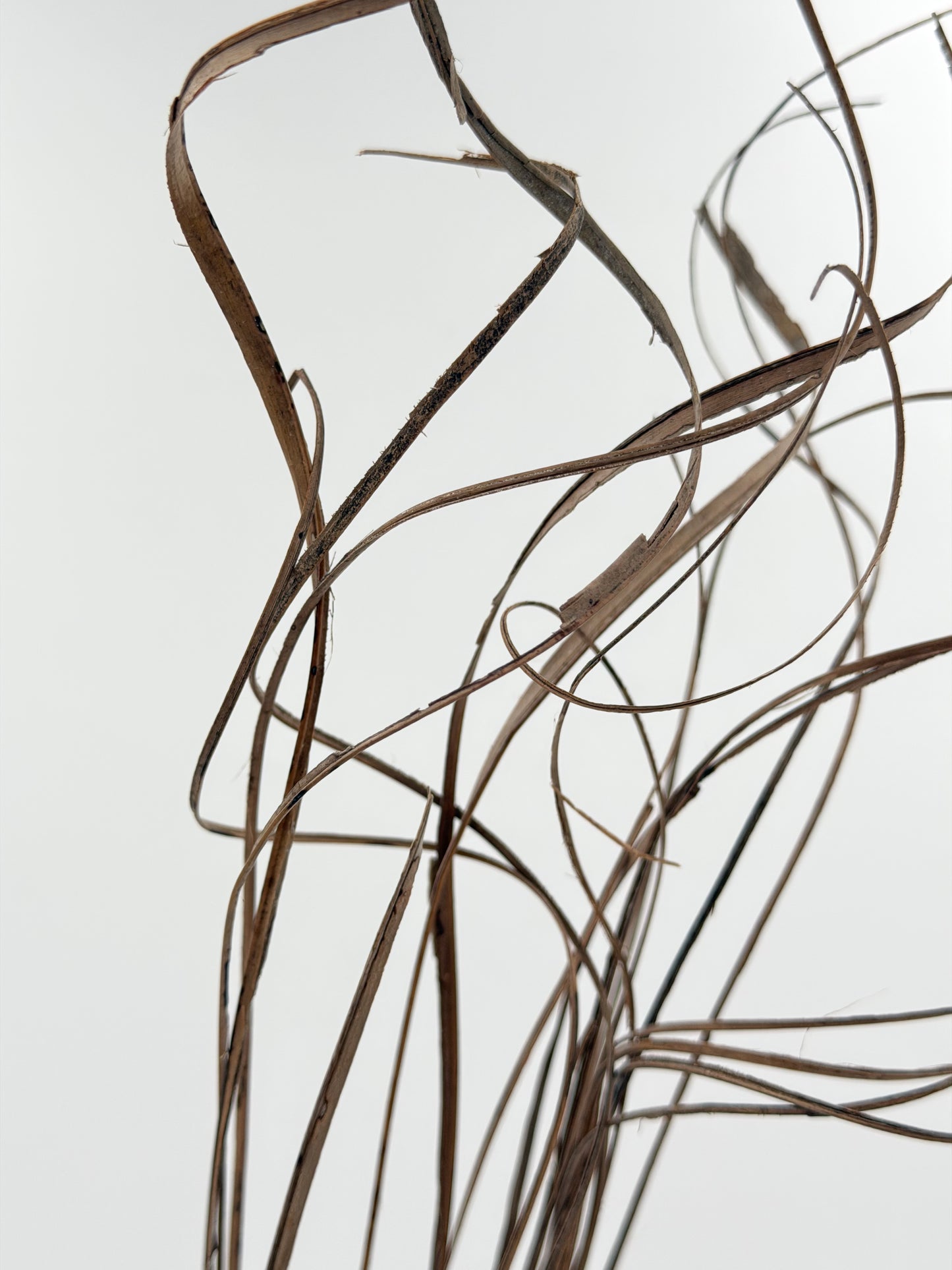 Curly Ting Ting getrocknet Natur dunkel