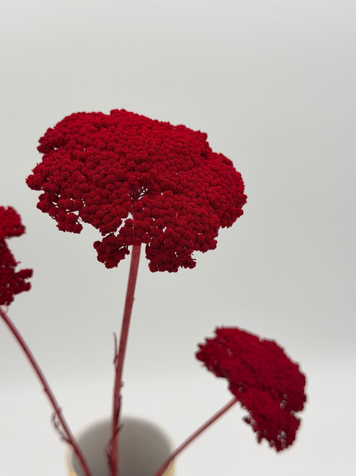 Achillea dunkelrot 3 Stück