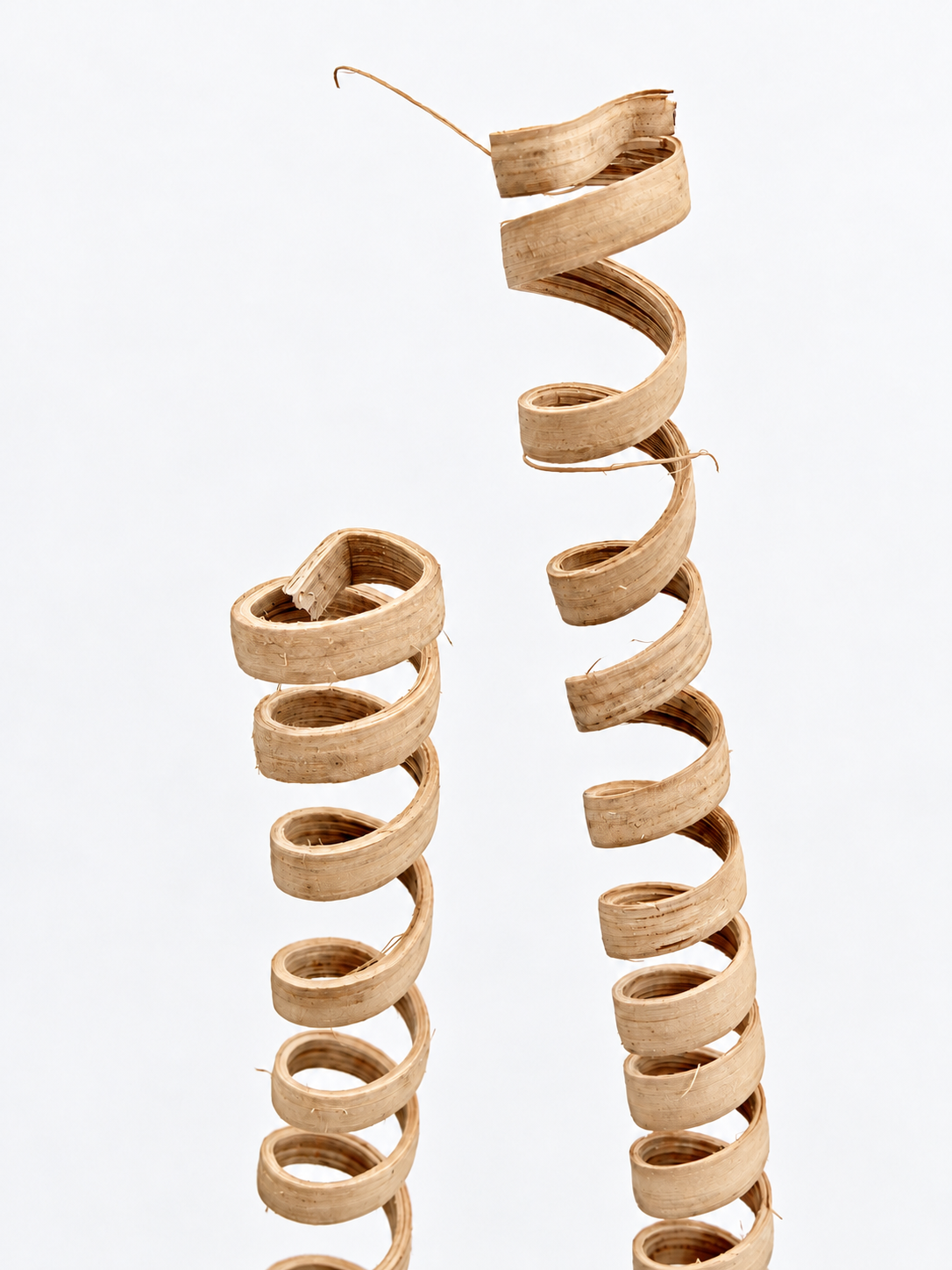 Cane Spring Natur