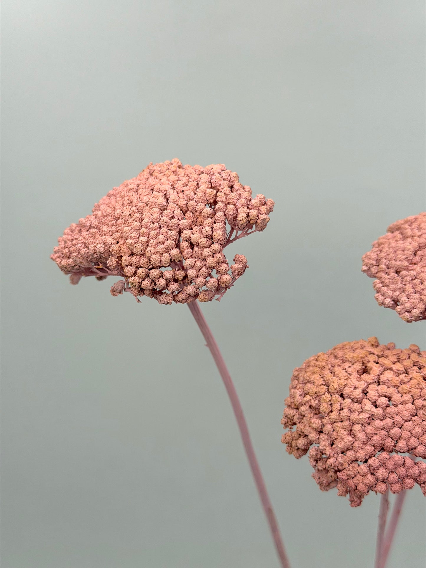 Achillea rosa 3 Stück