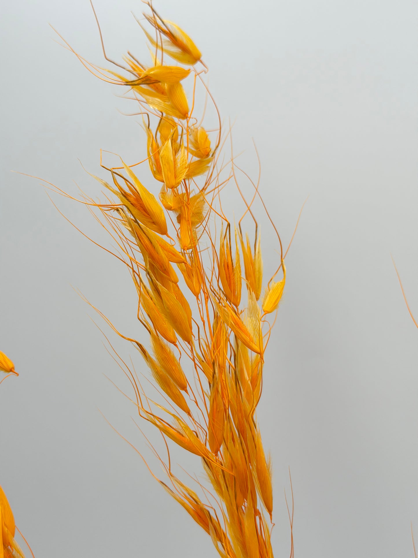 Hafer wild orange 5er