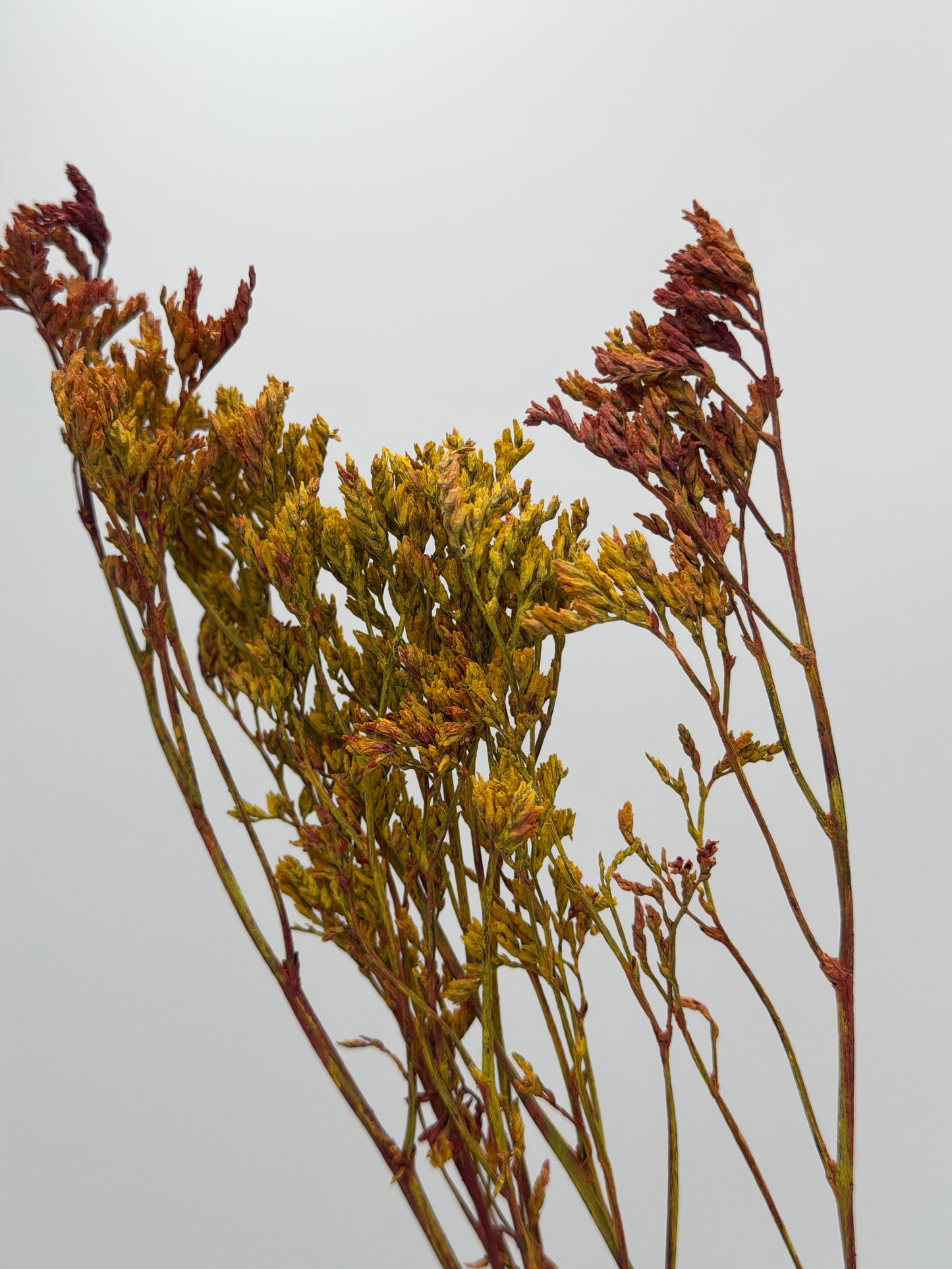 Limonium gelb braun