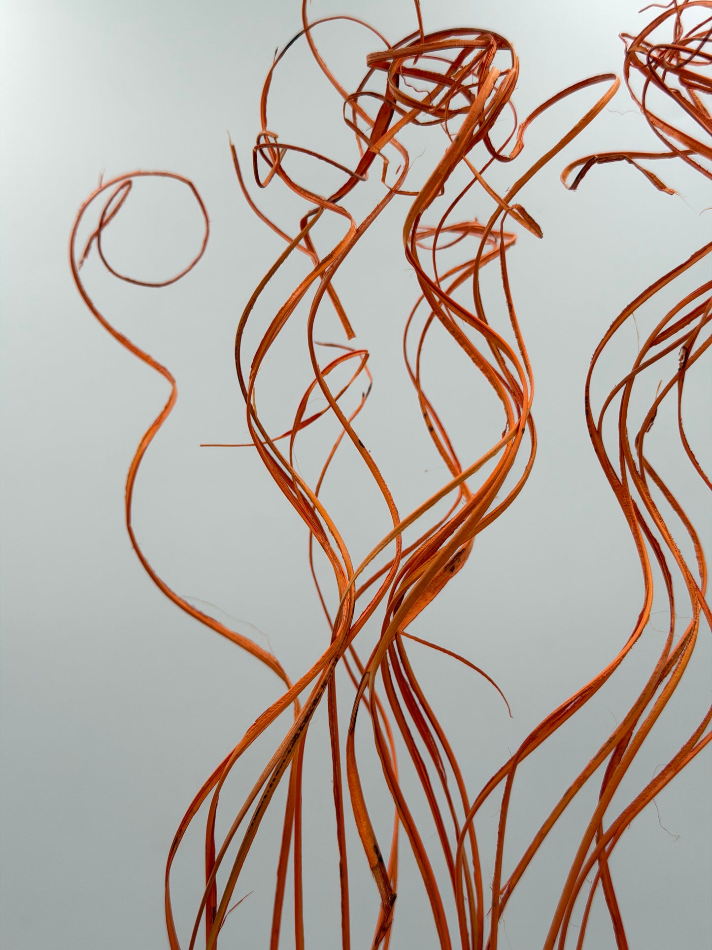 Curly Ting Ting getrocknet orange