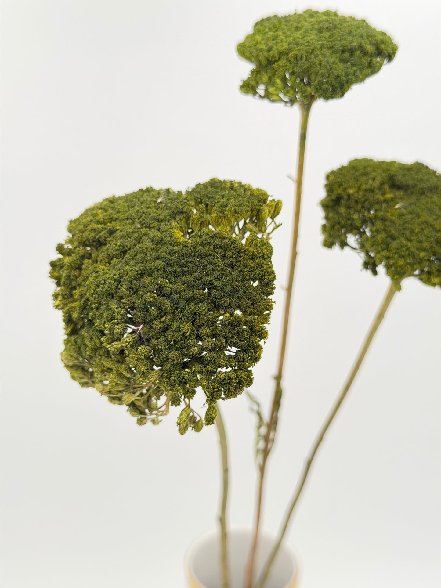 Achillea dunkelgrün 3 Stück