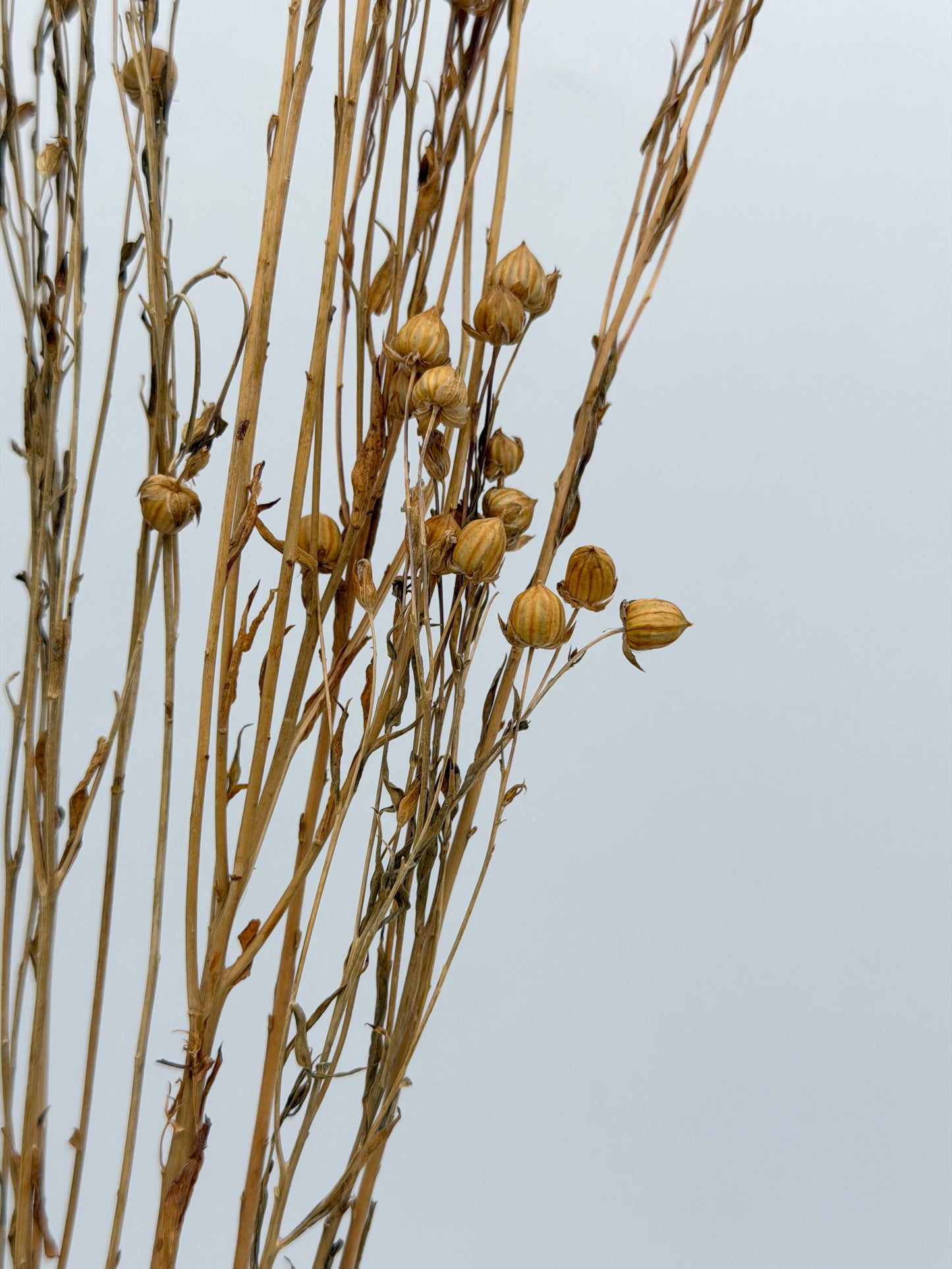Flachs Natur 5er