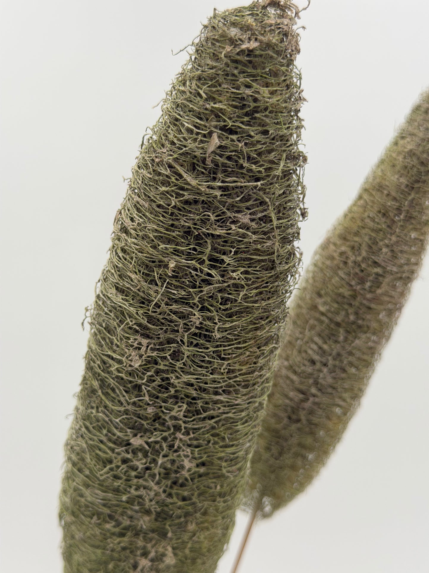 Luffa am Holzstab grün 2 Stück