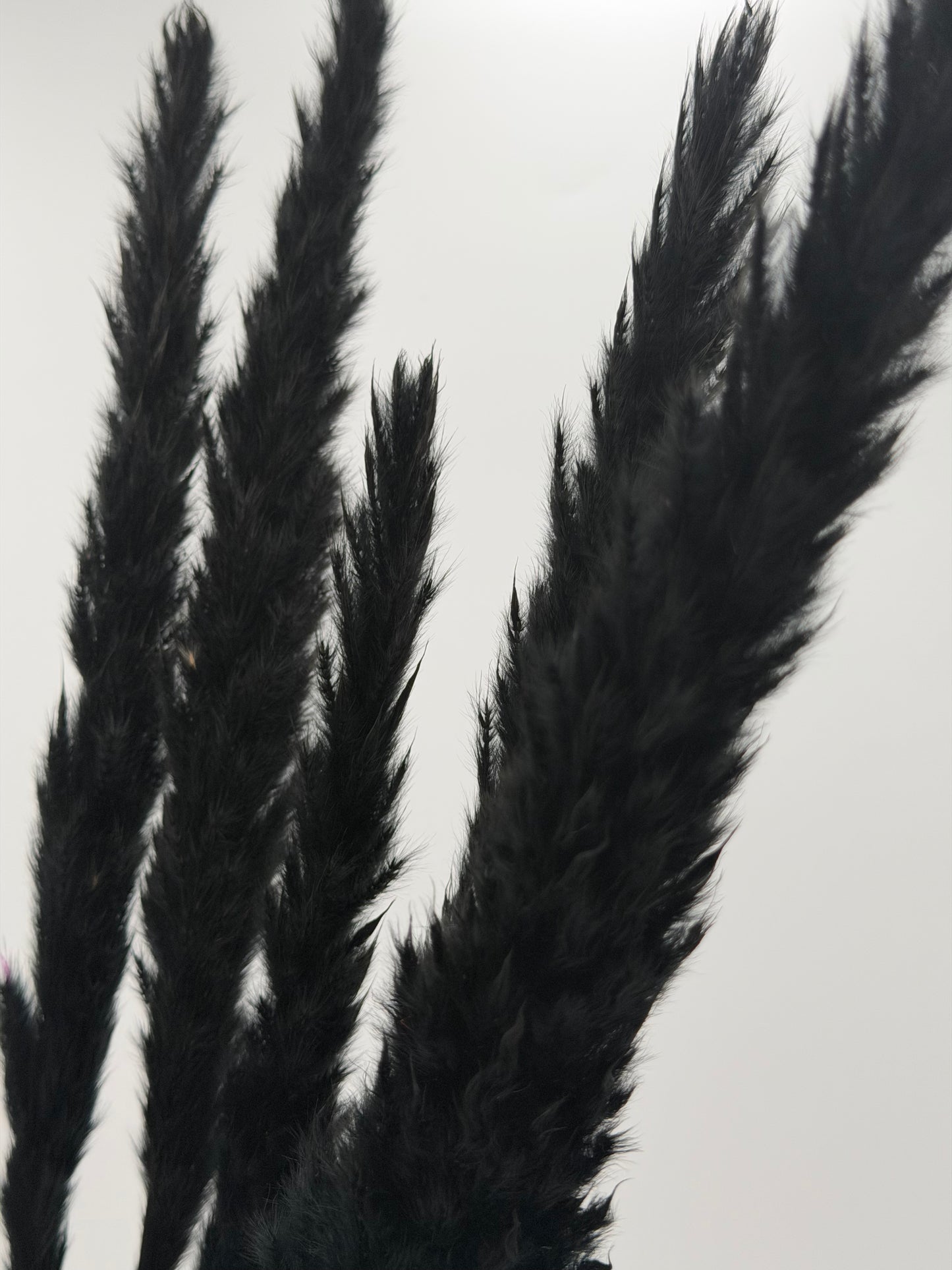 Pampas Stiel dünn schwarz 5 Stück
