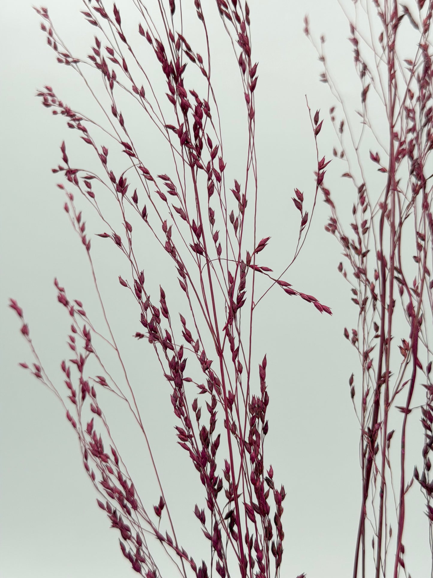 Panicum Ziergras beere 5er