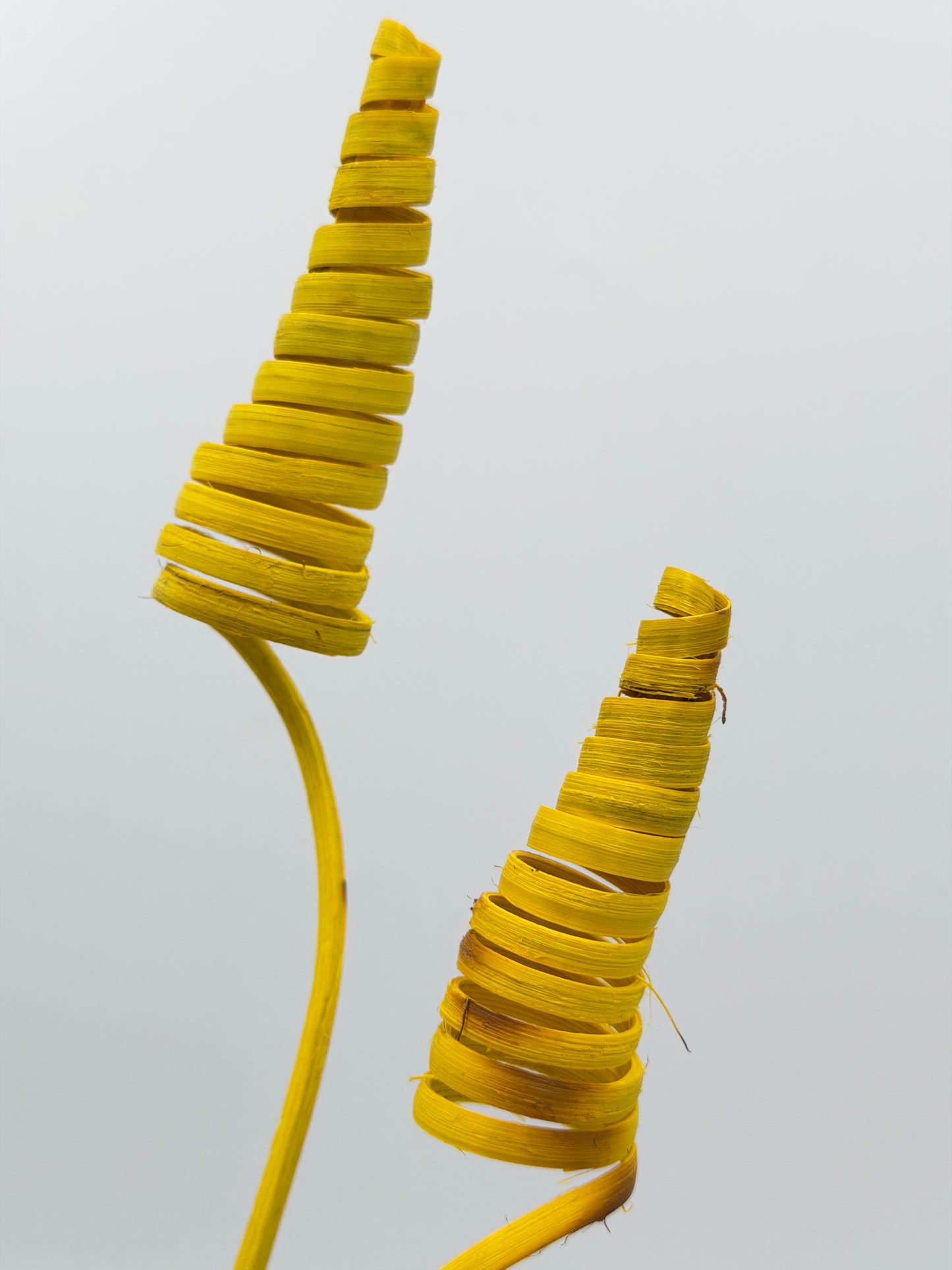 Cane Cone gelb 2 Stück