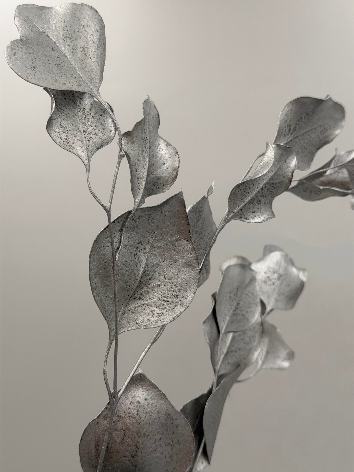 Eukalyptus Populus stabilisiert Silber