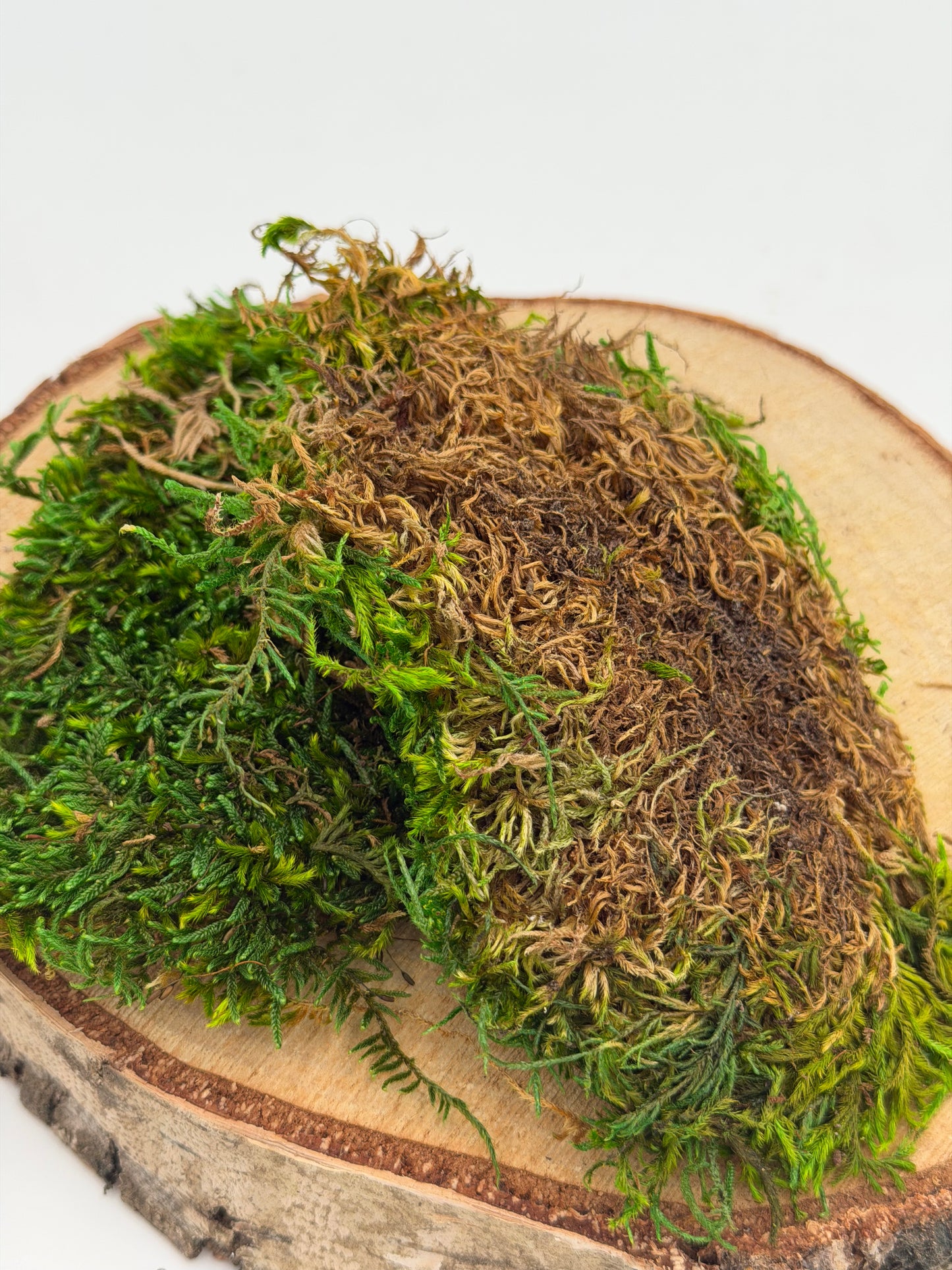 Plattenmoos stabilisiert grün 20 Gramm