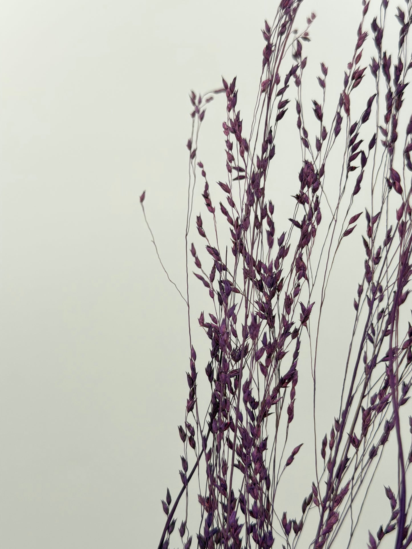 Panicum Ziergras lila 5er