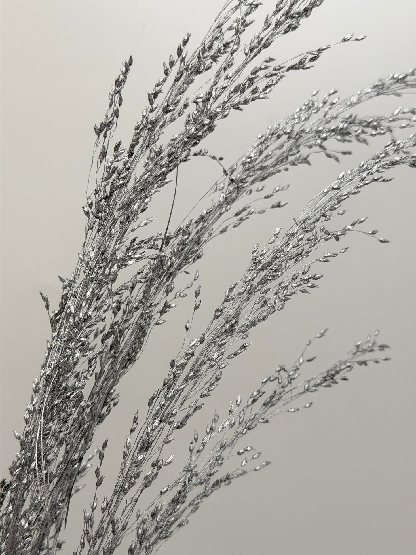 Panicum Ziergras silber 5er