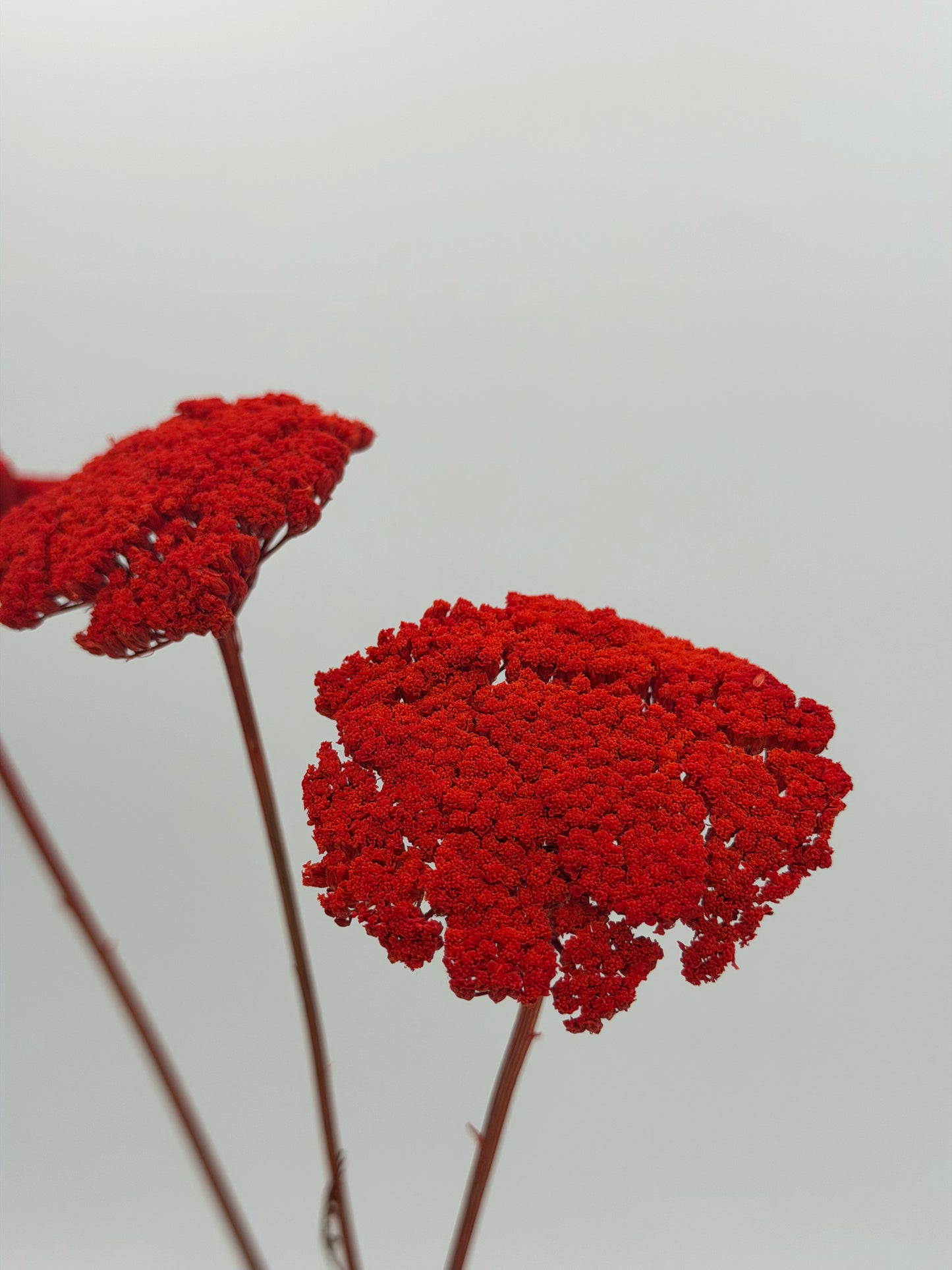Achillea rot 3 Stück