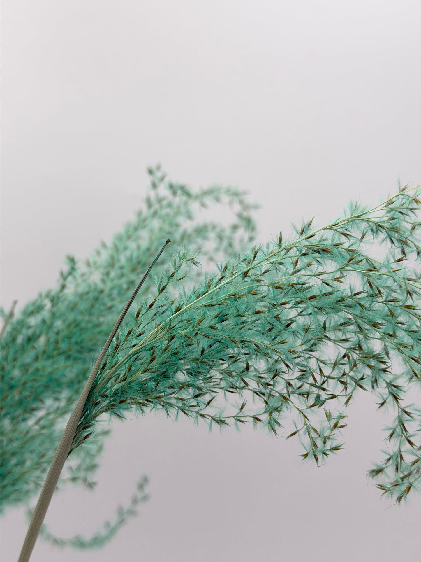 Pampas Stipha Federgras Stiel mint grün 3 Stück
