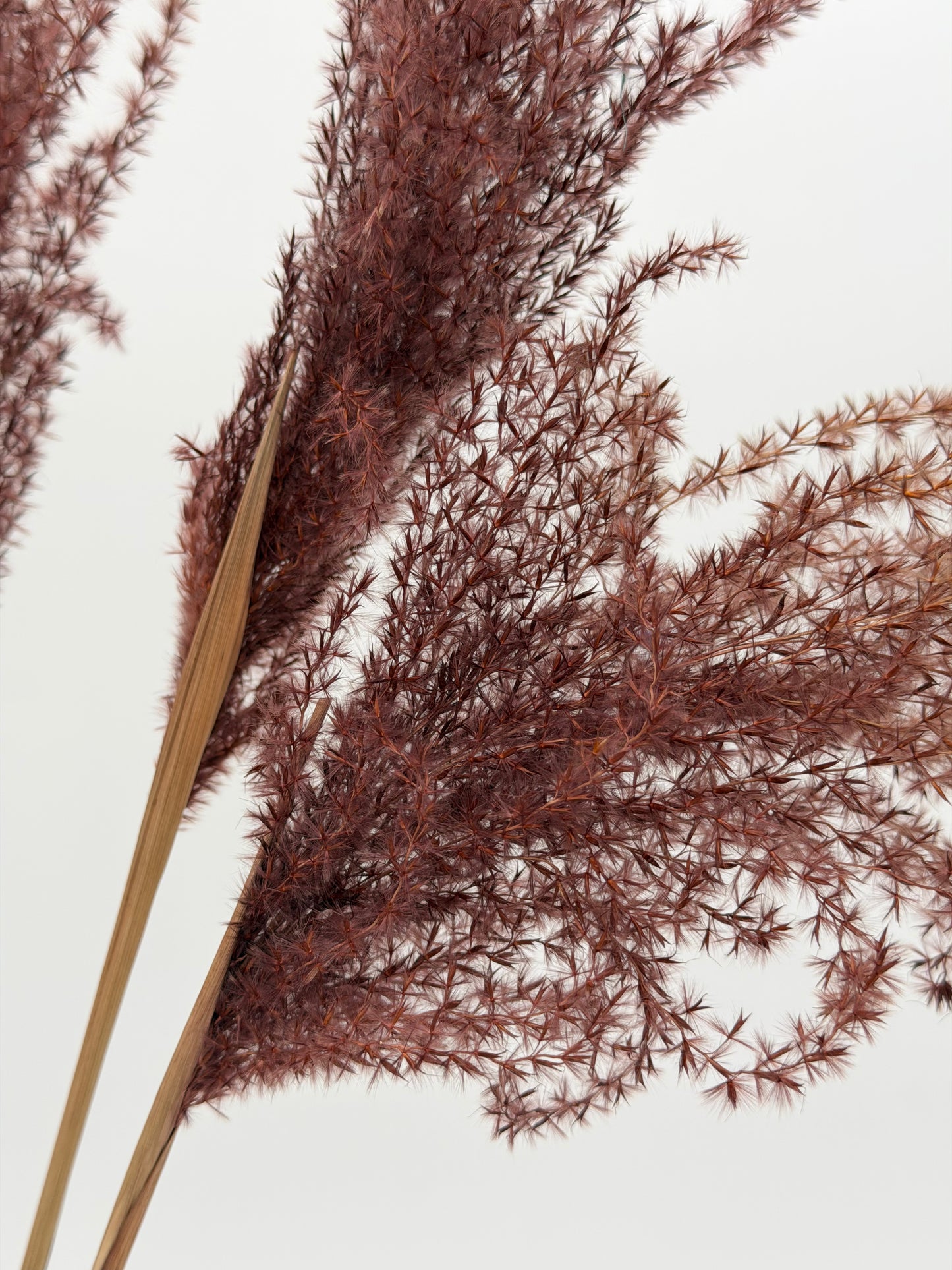 Pampas Stipha Federgras Stiel braun 3 Stück