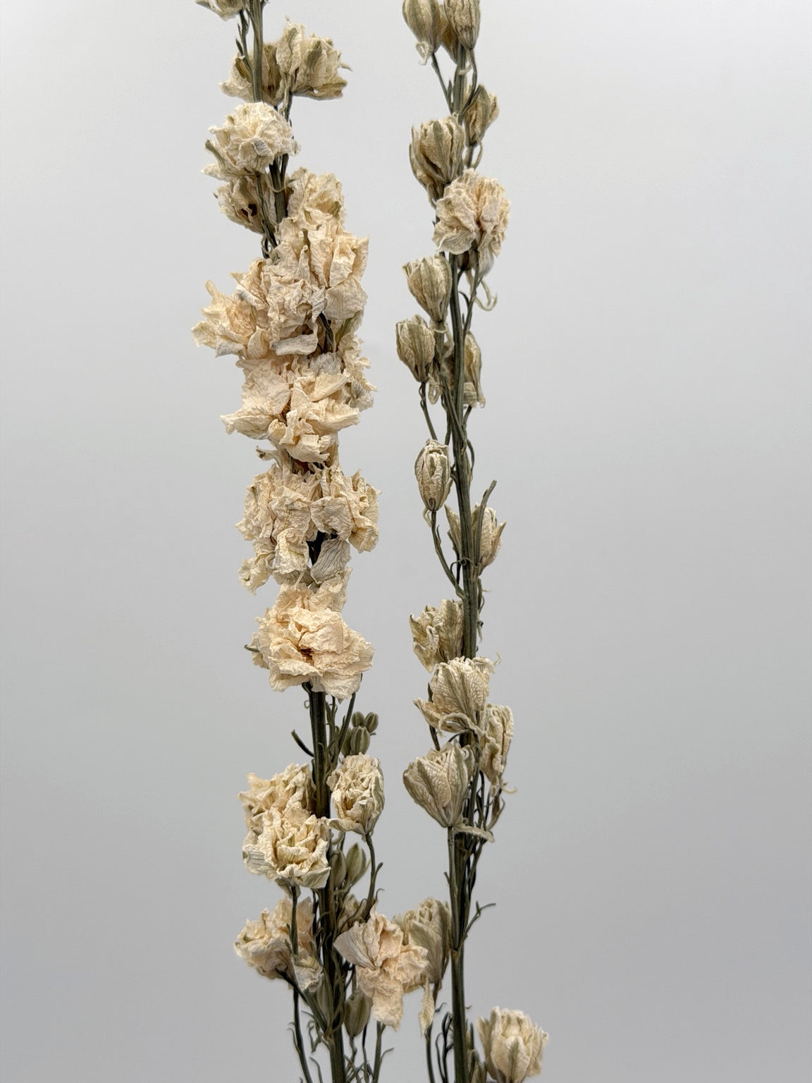 Rittersporn Delphinium Creme
