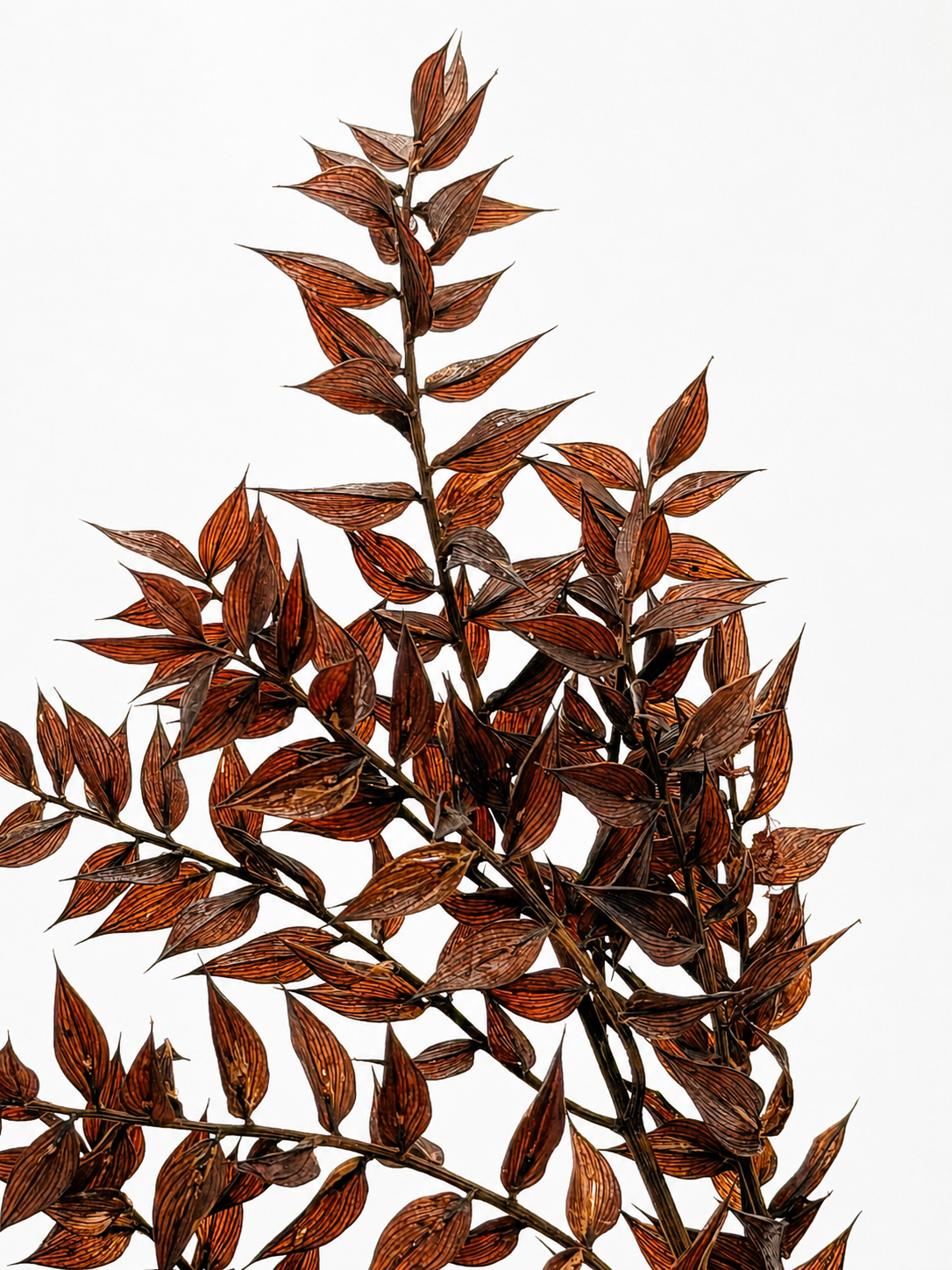 Ruscus dunkelbraun