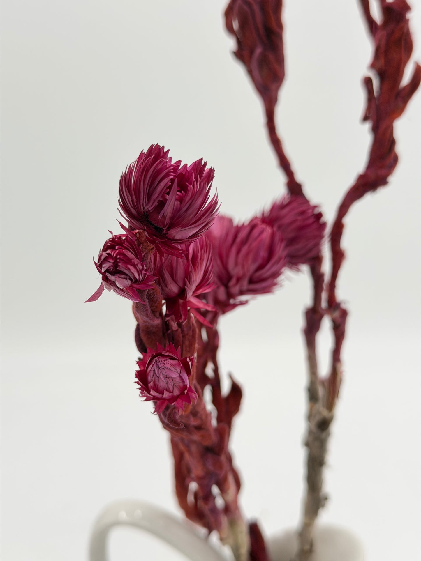 Capblume Strohblume bordeaux beere