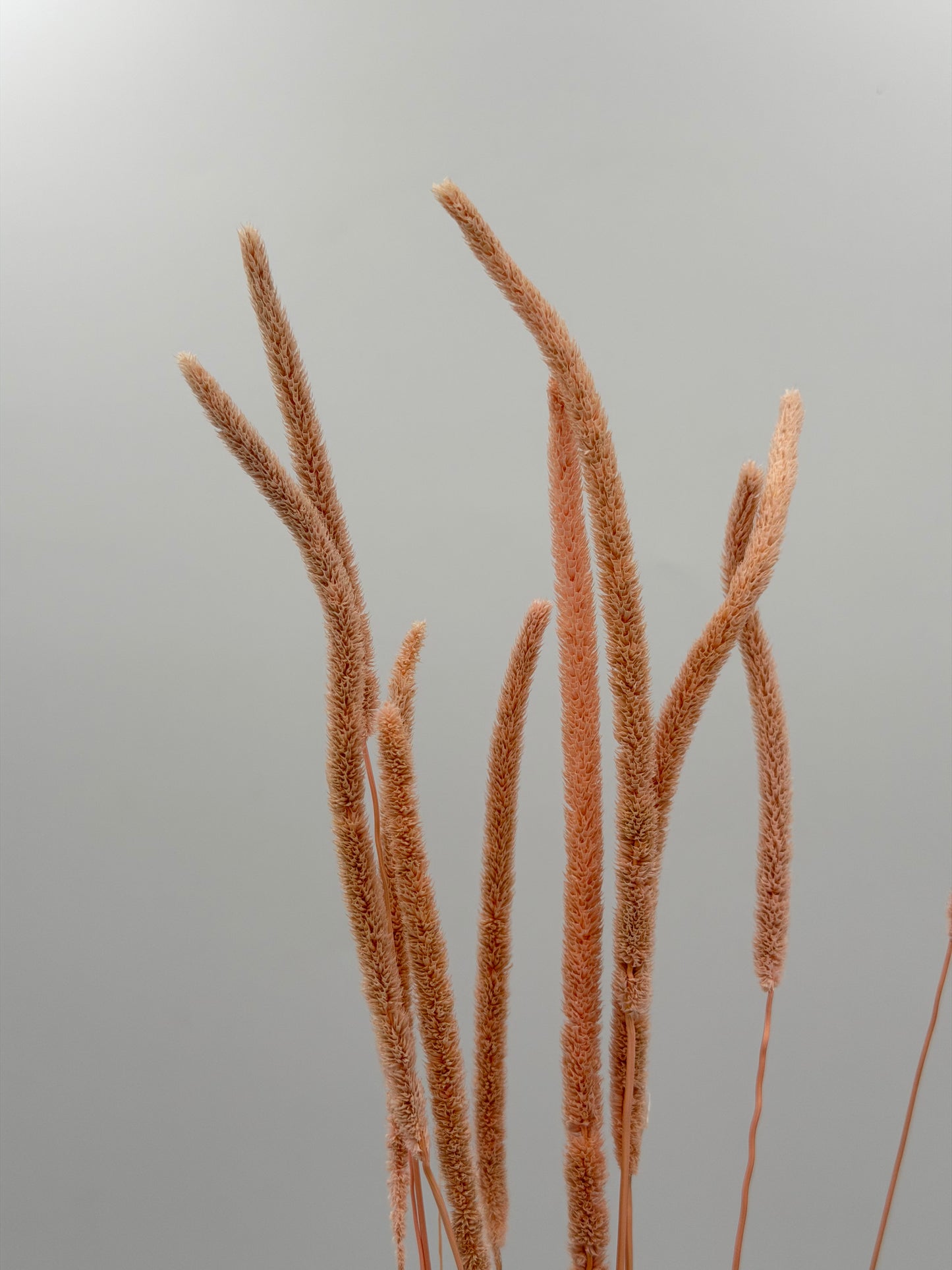Phleum rosa