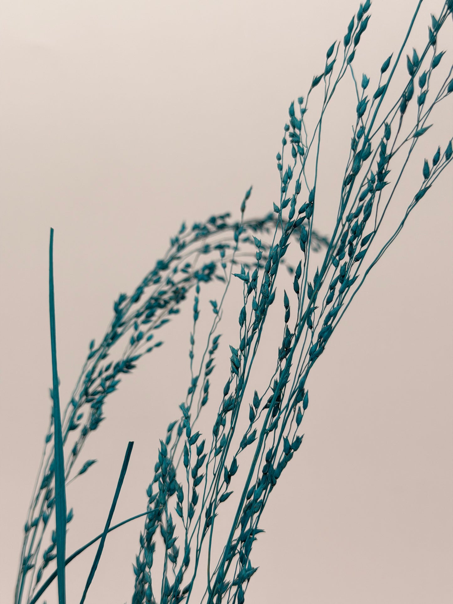 Panicum Ziergras türkis 5er