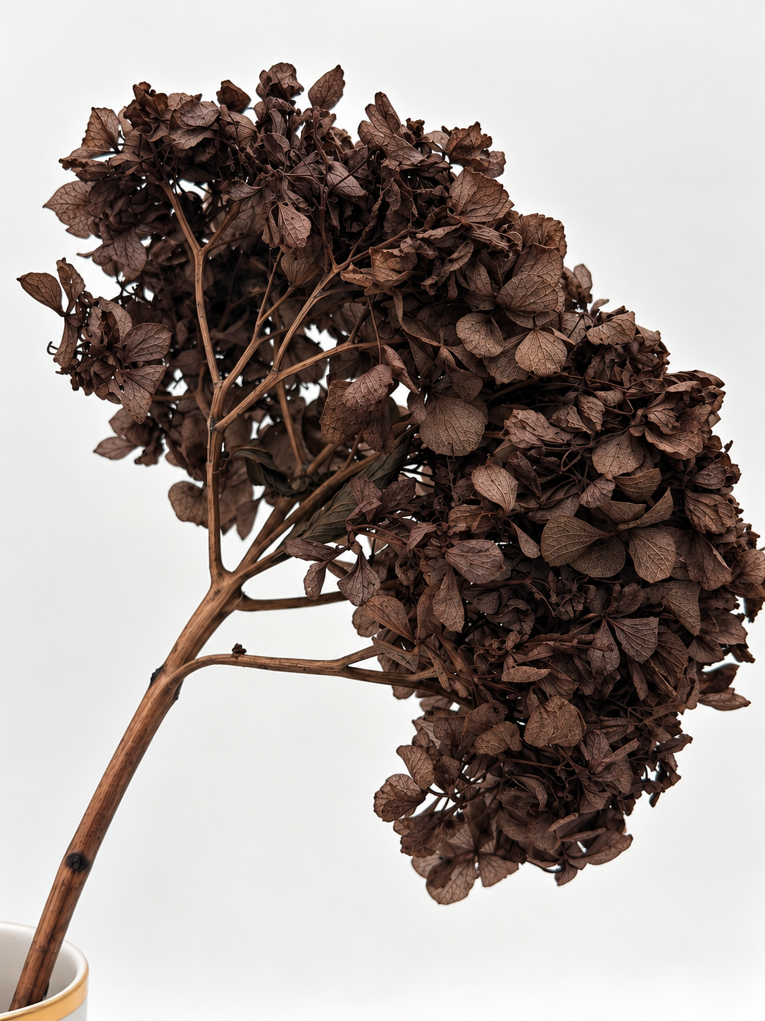 Hortensie dunkelbraun 1 Stück