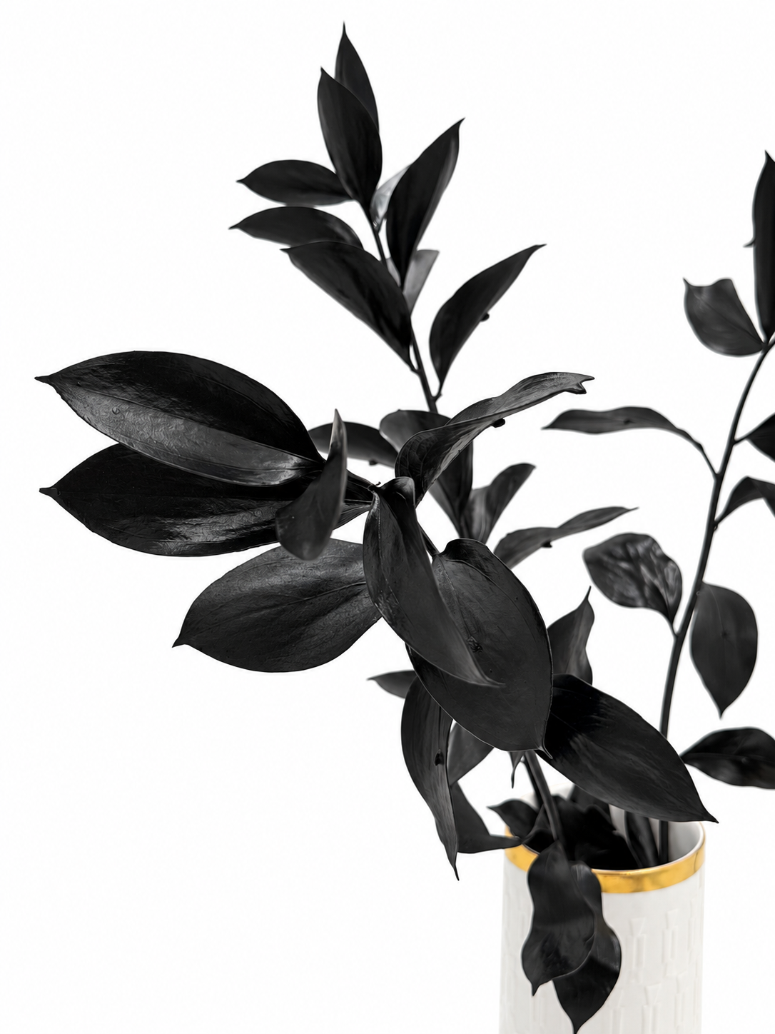 Ruscus großblättrig schwarz
