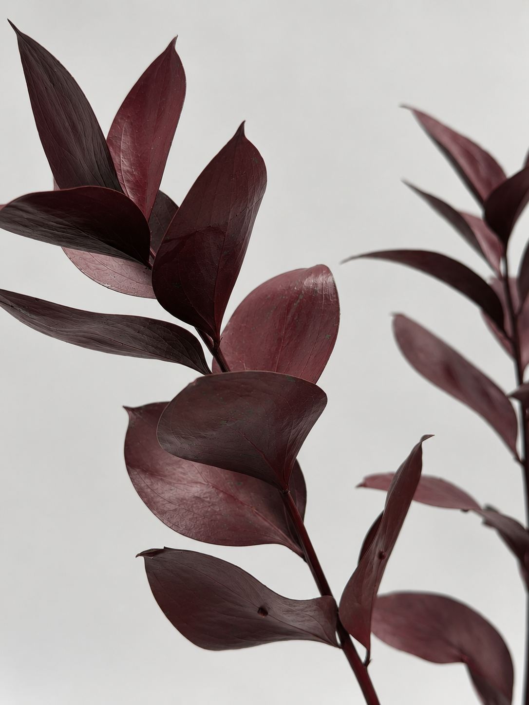 Ruscus großblättrig bordeaux