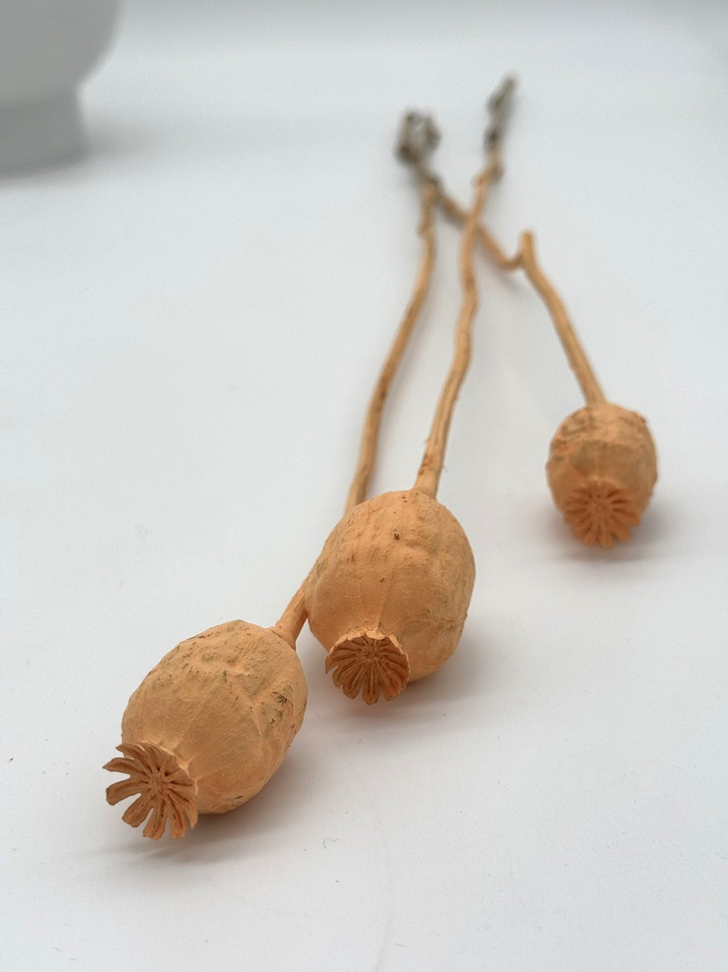 Mohnkapsel apricot 3 Stück