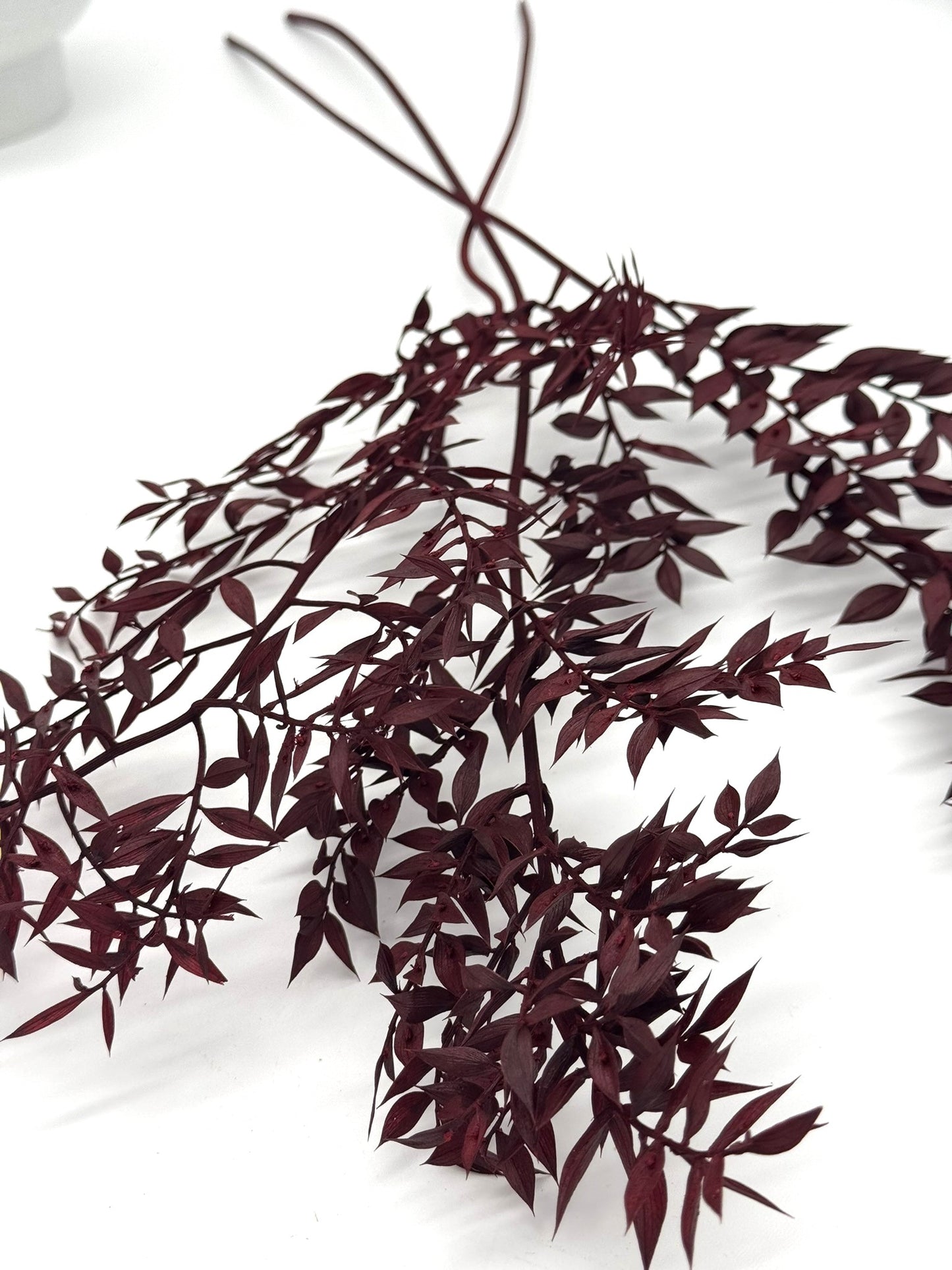 Ruscus weinrot bordeaux