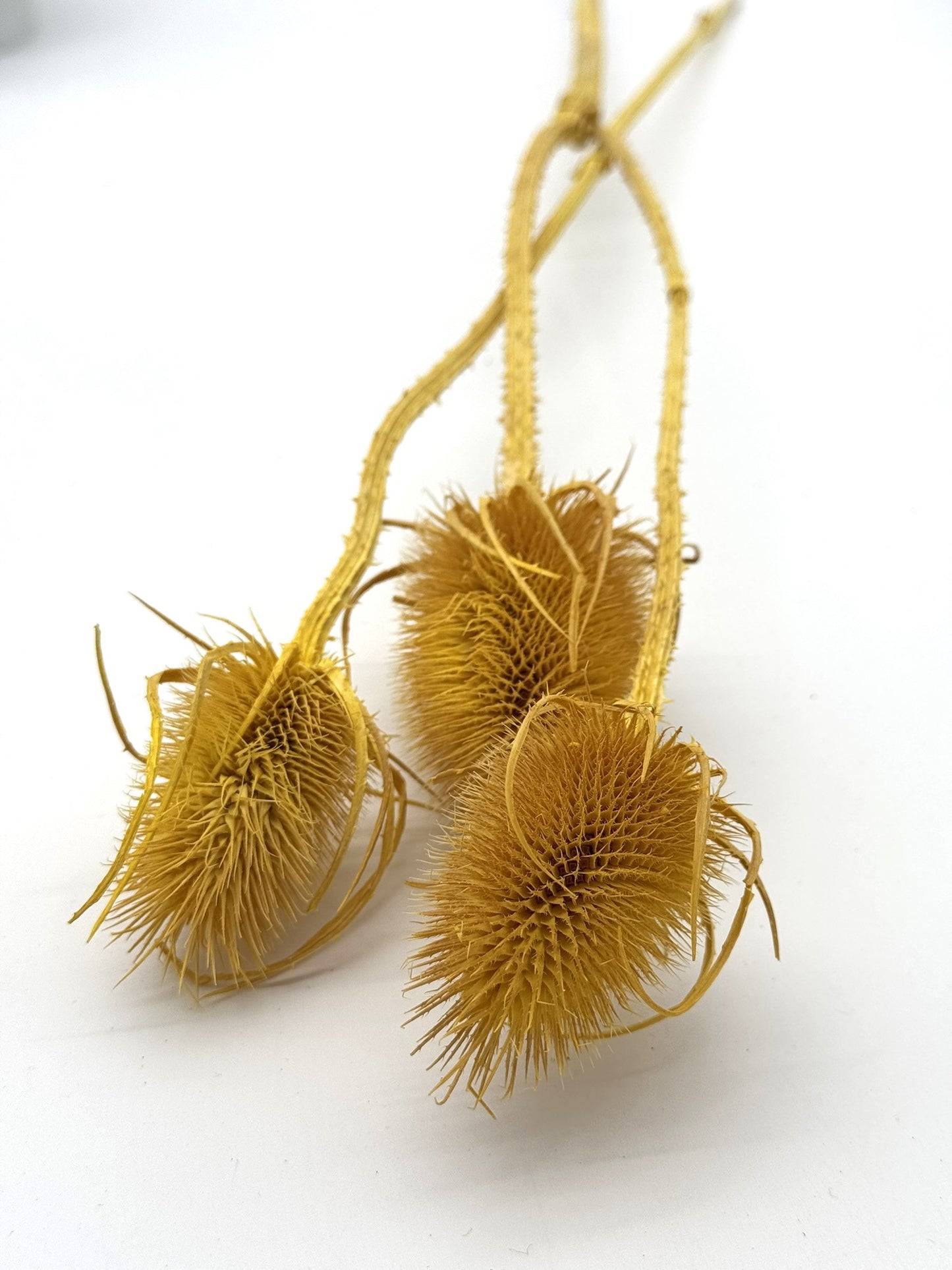 Wilde Karden mit Stiel gelb 3 Stück