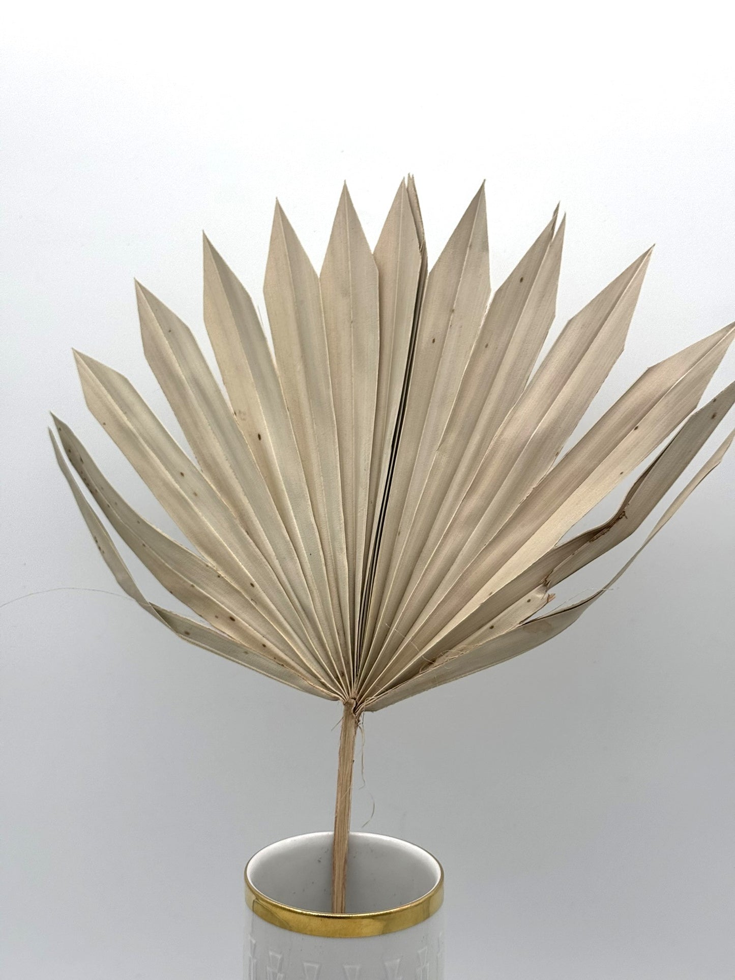 Palmblatt breit natur 1 Stück